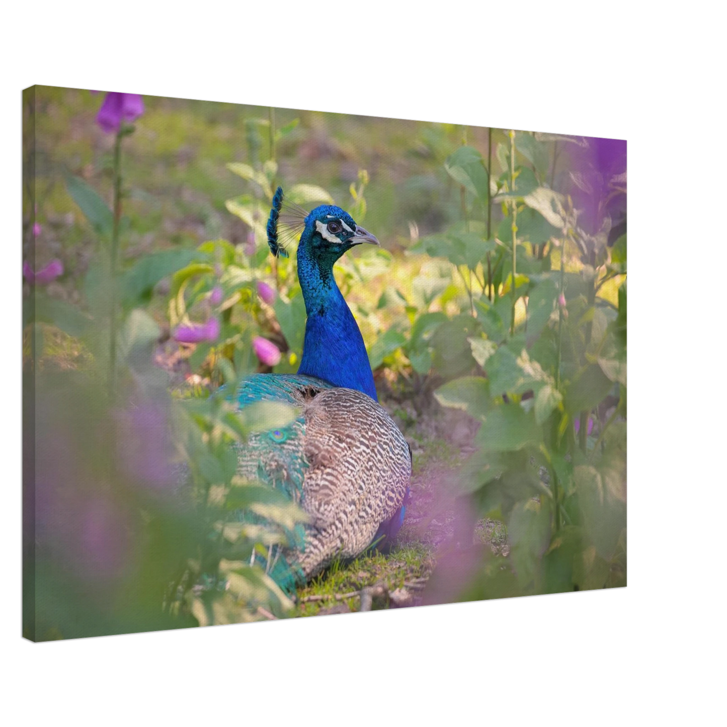 Wandbild majestaetischer pfau lebendige farbenpracht fuer ihre wand in vielen groessen erhaeltlich