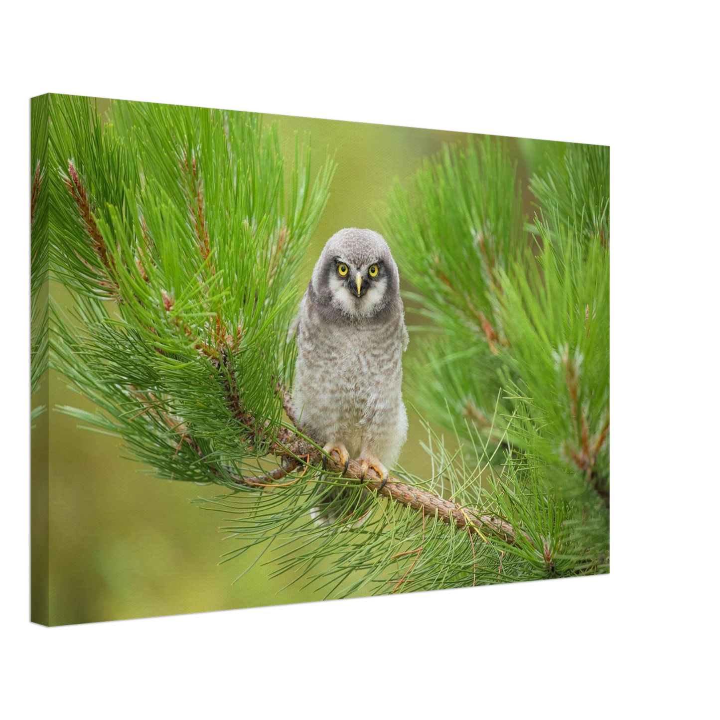 Wandbild bezaubernde eule auf kiefernzweig ruhiges naturmotiv fuer ihr zuhause