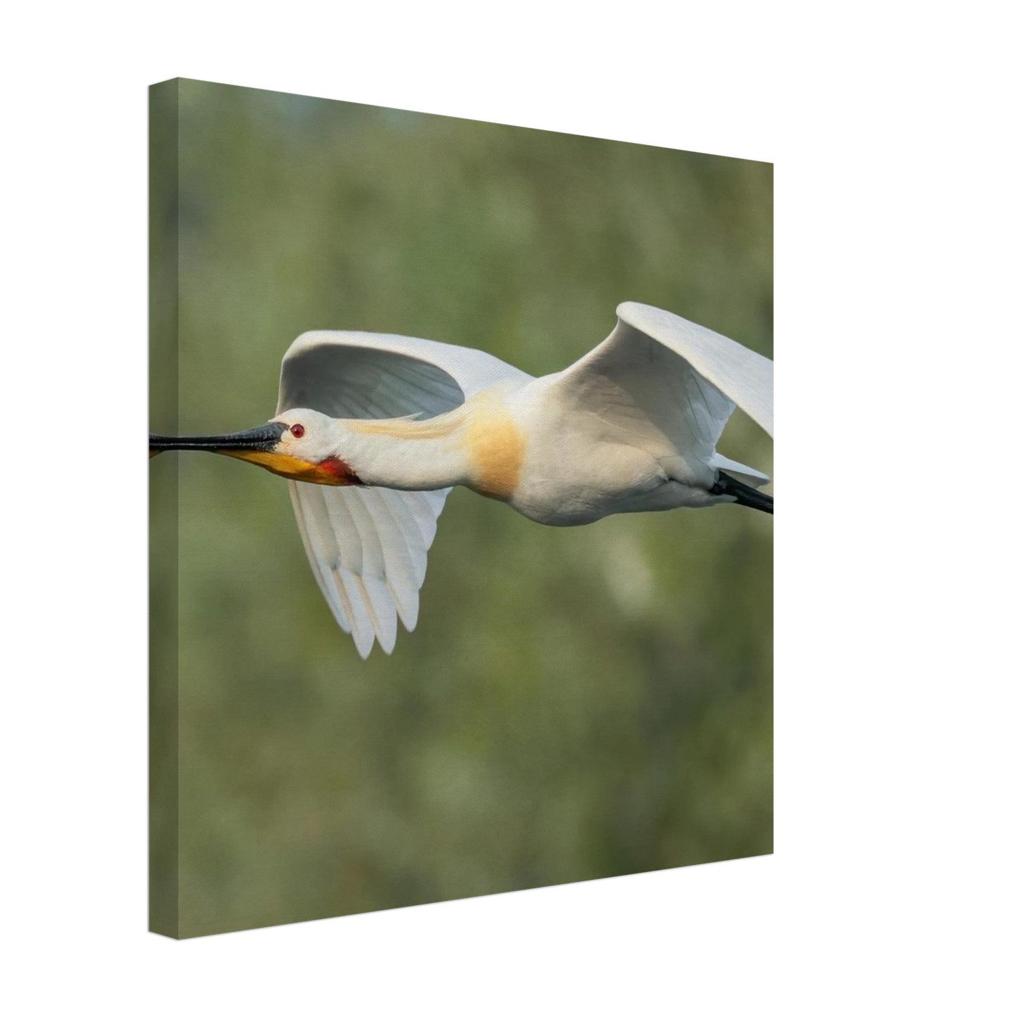 Wandbild eleganter loeffler im flug naturfotografie fuer ihr zuhause in vielen groessen