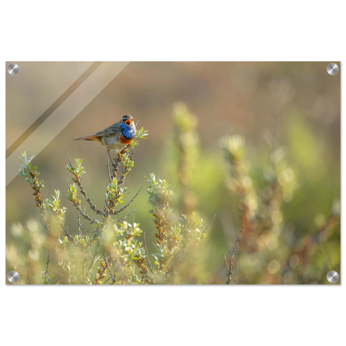 Wandbild blaukehlchen ein meisterwerk der natur auf leinwand in verschiedenen groessen erhaeltlich