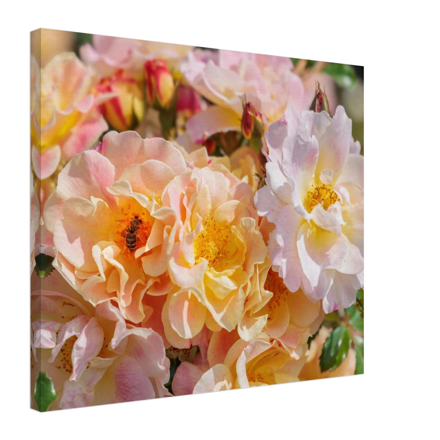 Wandbild bluehende gartenrosen eine honigbienen ode in pastell perfektion in vielen groessen verfuegbar