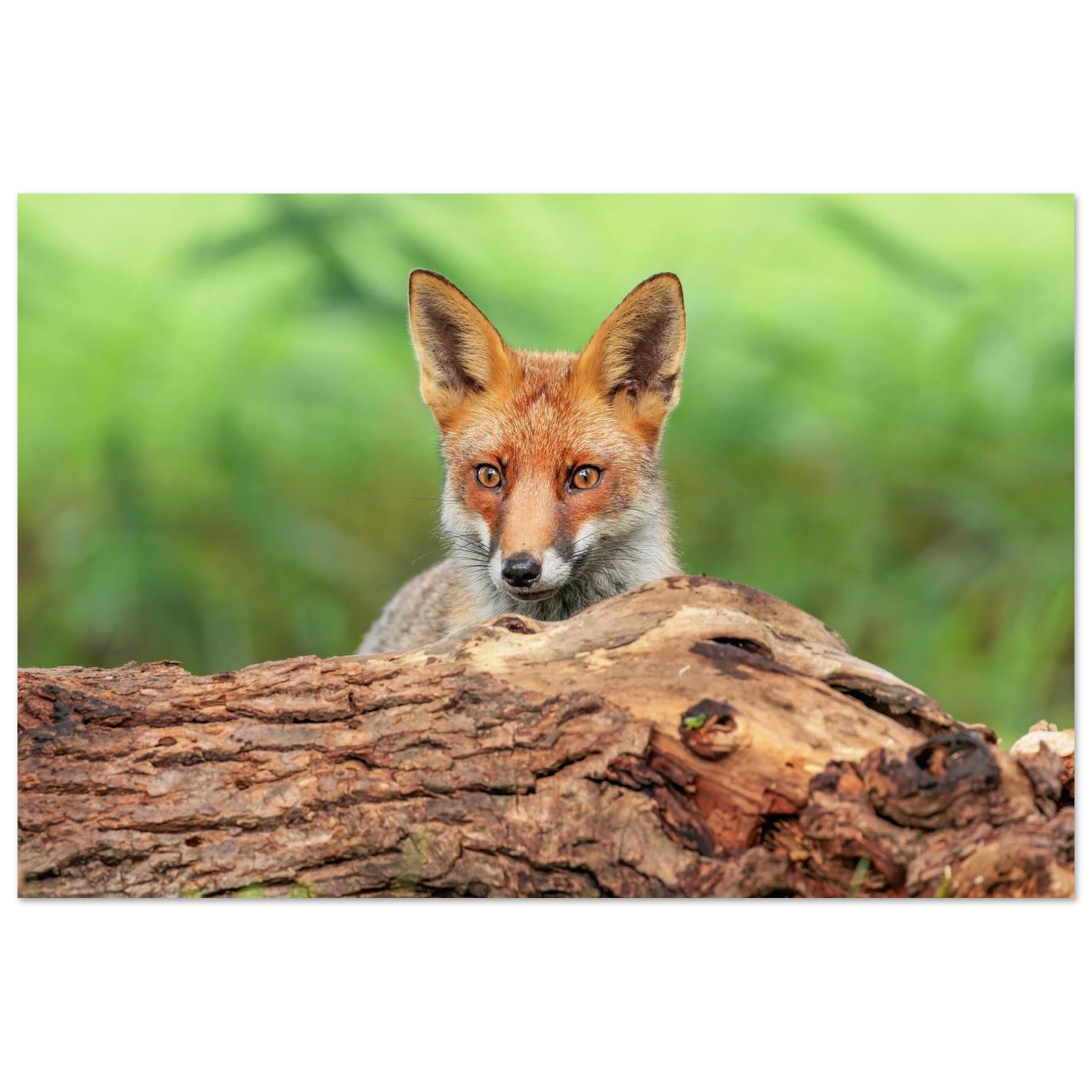 Wandbild fuchs im versteck einzigartige naturkunst fuer ihr zuhause