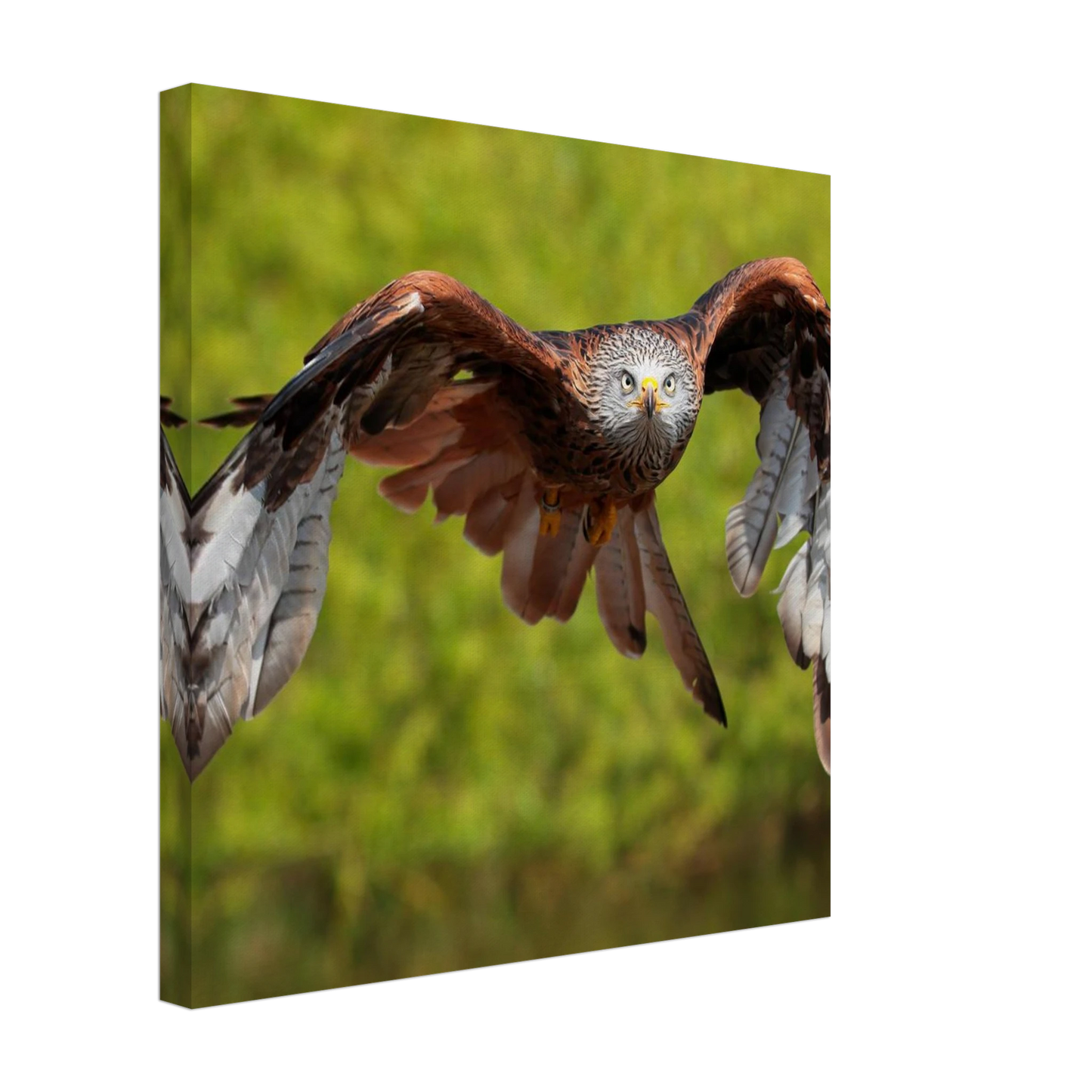 Wandbild majestaetischer rotmilan im flug atemberaubende tierfotografie fuer ihr zuhause erhaeltlich in zahlreichen groessen
