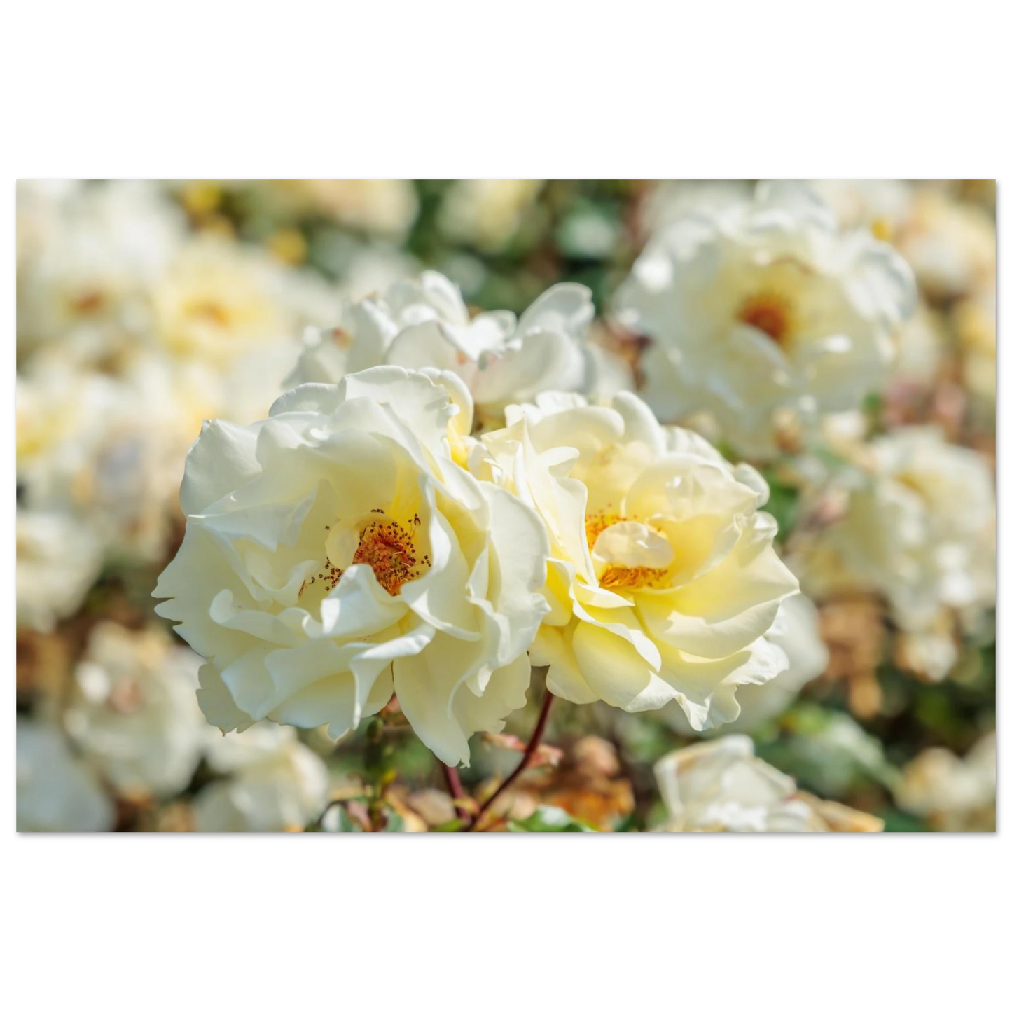 Wandbild creme weisse rosen zeitlose blumen eleganz fuer ihre wand in vielen groessen verfuegbar