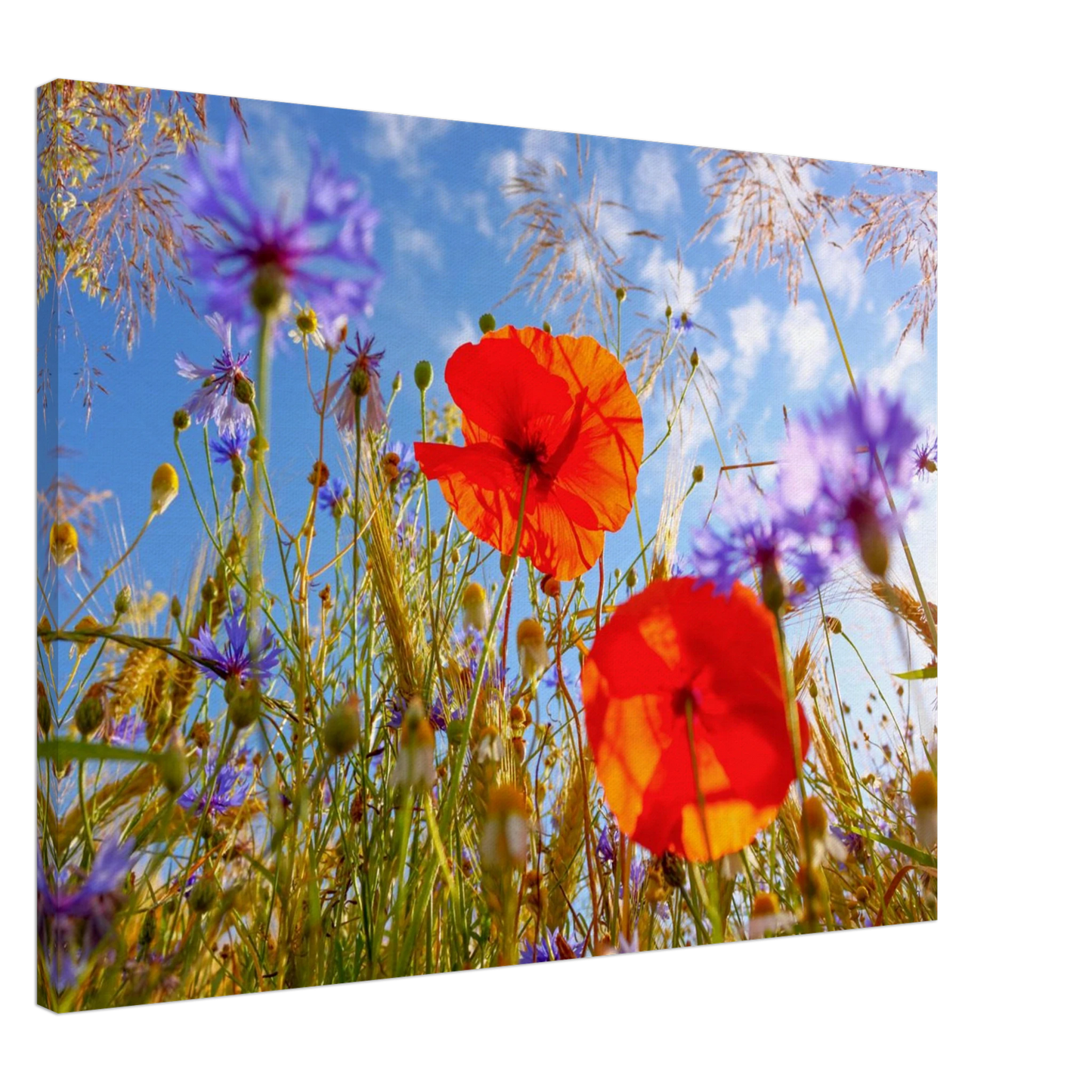 Wandbild lebendige wildblumenwiese mohnblumen kornblumen unter blauem himmel