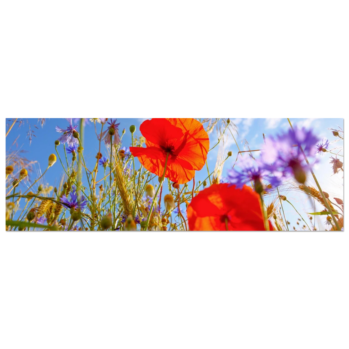 Wandbild lebendige wildblumenwiese mohnblumen kornblumen unter blauem himmel
