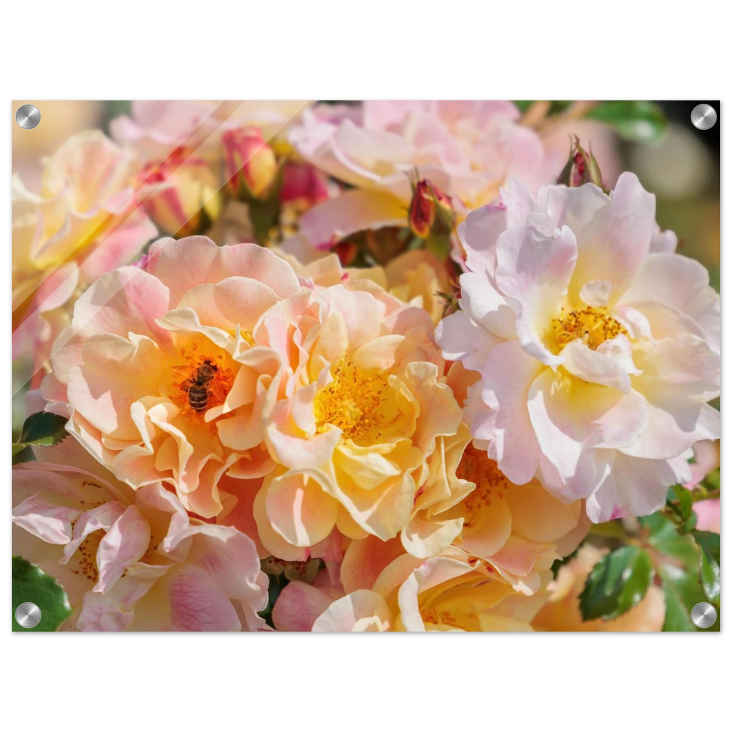 Wandbild bluehende gartenrosen eine honigbienen ode in pastell perfektion in vielen groessen verfuegbar