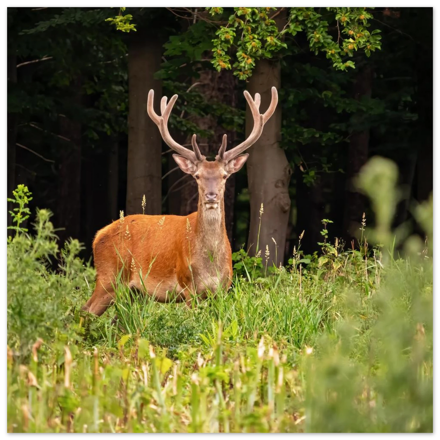 Wandbild majestaetischer hirsch im wald ein wildnis statement fuer ihr zuhause in verschiedenen groessen
