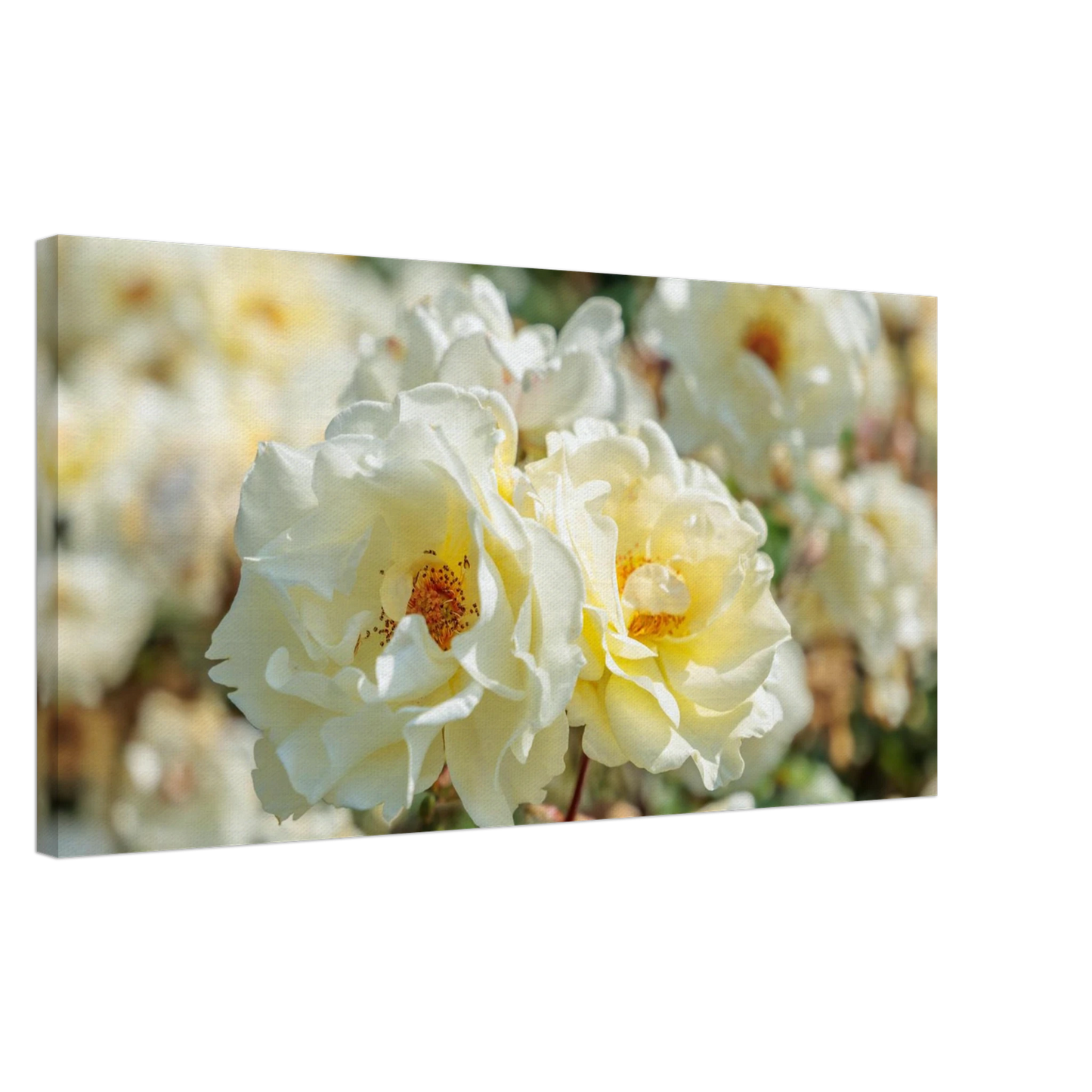 Wandbild creme weisse rosen zeitlose blumen eleganz fuer ihre wand in vielen groessen verfuegbar