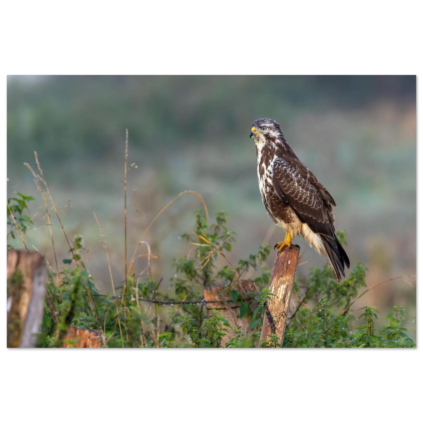 Wandbild majestaetischer bussard einblick in die wildnis auf hochglanz leinwand