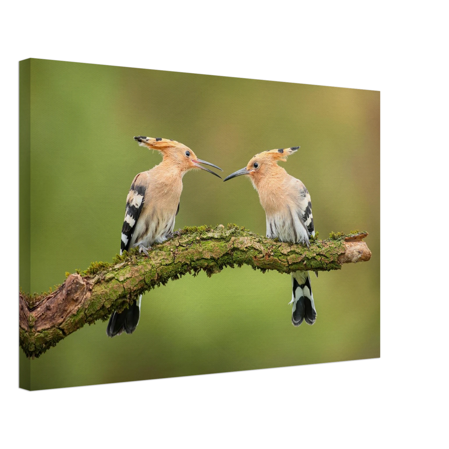 Wandbild bezaubernde wiedehopfe ein duo auf moosast in ihrer wunschgroesse