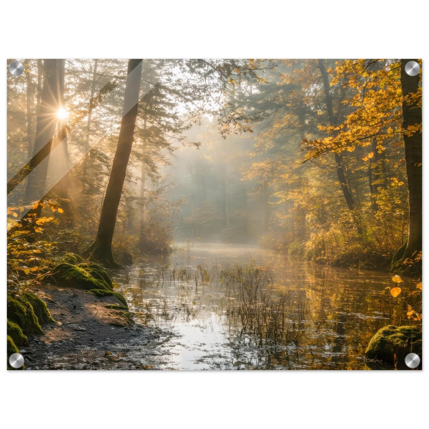 Wandbild Herbstwald morgenlicht wandbild goldenes ambiente in deiner wunschgroesse