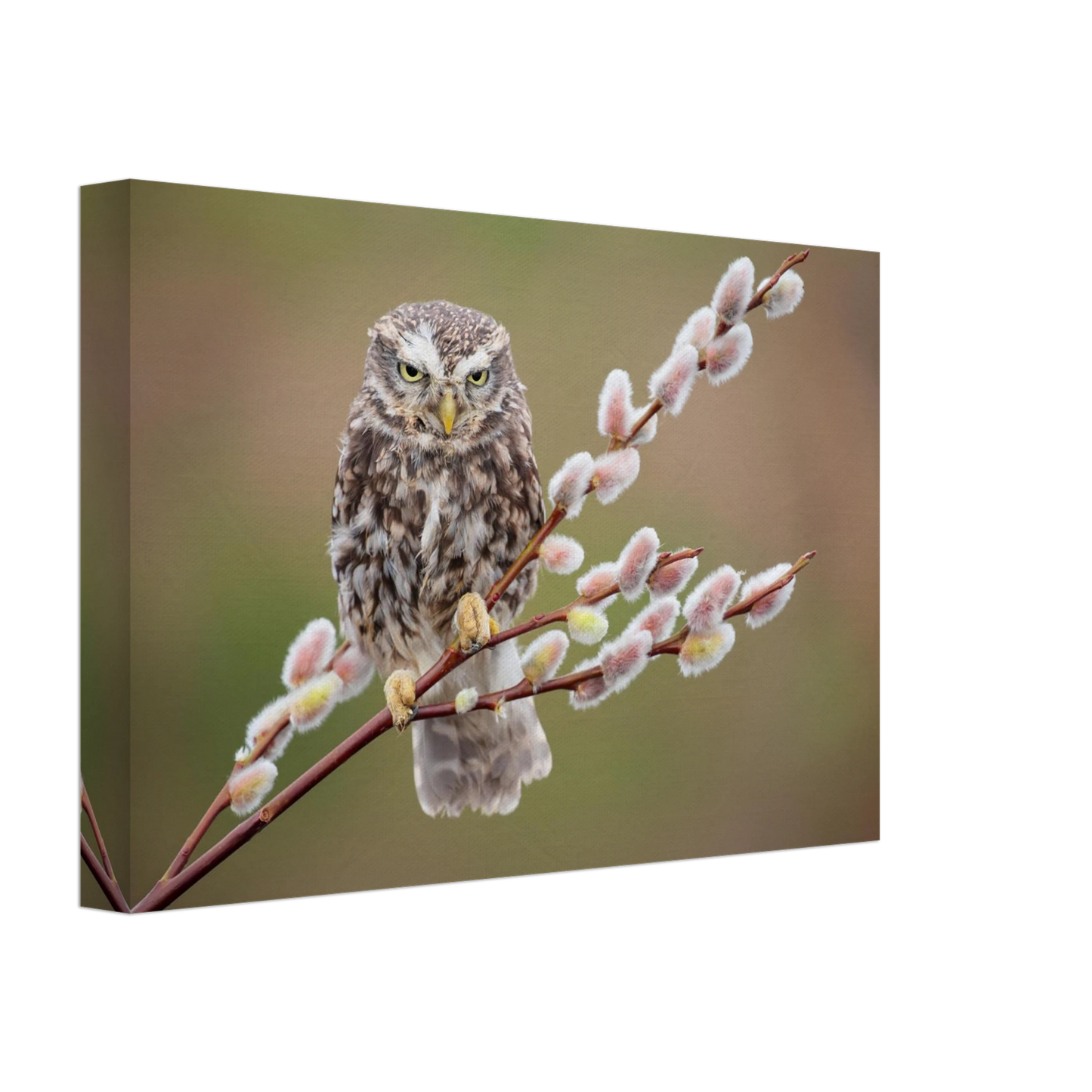 Wandbild der weise waechter ein kaeuzchen auf weidenkaetzchen im fruehlingslicht