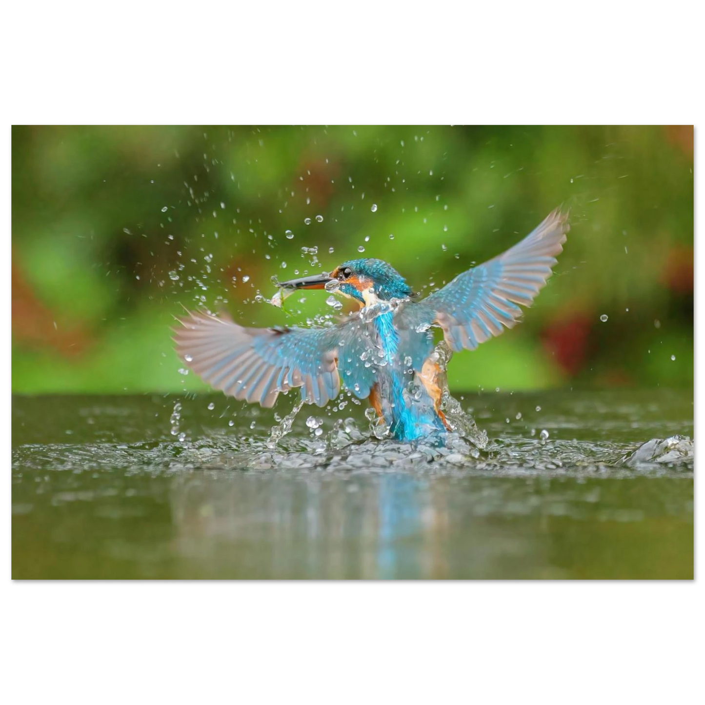Wandbild eisvogel lebendige pracht ein dynamisches meisterwerk der wildnis