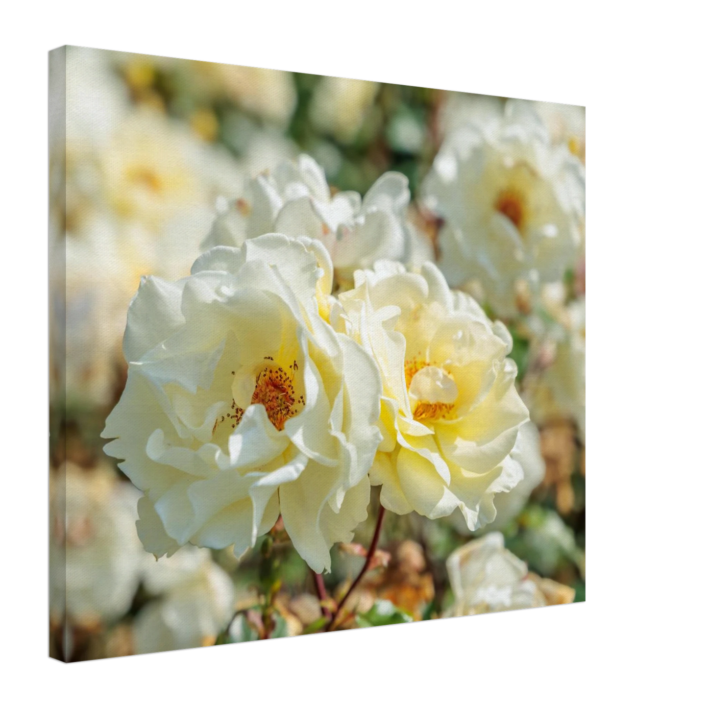 Wandbild creme weisse rosen zeitlose blumen eleganz fuer ihre wand in vielen groessen verfuegbar