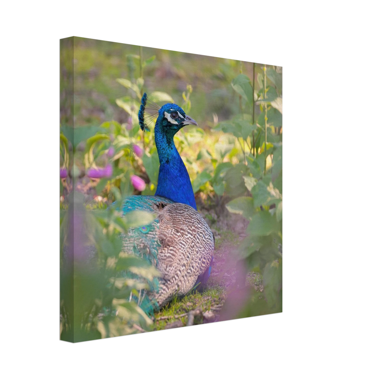 Wandbild majestaetischer pfau lebendige farbenpracht fuer ihre wand in vielen groessen erhaeltlich