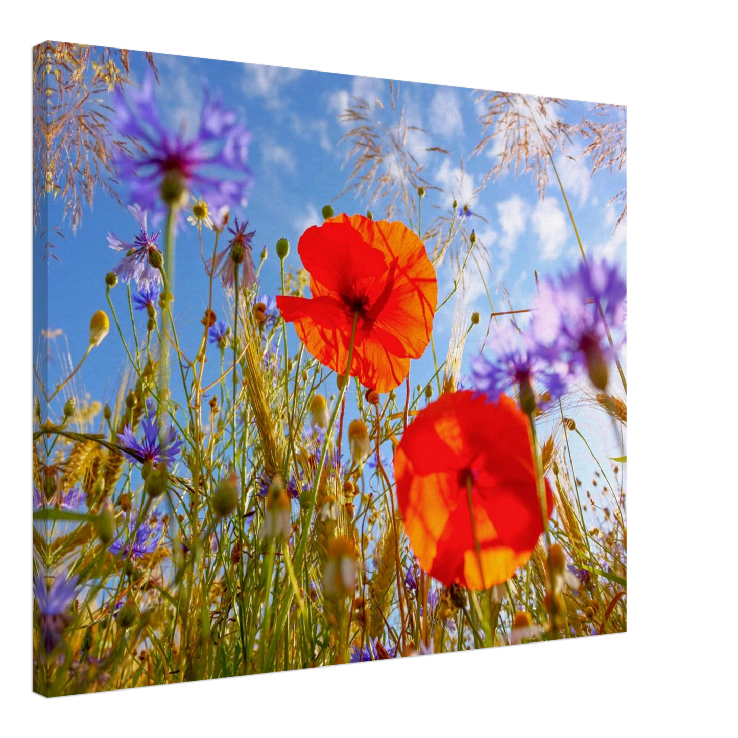 Wandbild lebendige wildblumenwiese mohnblumen kornblumen unter blauem himmel