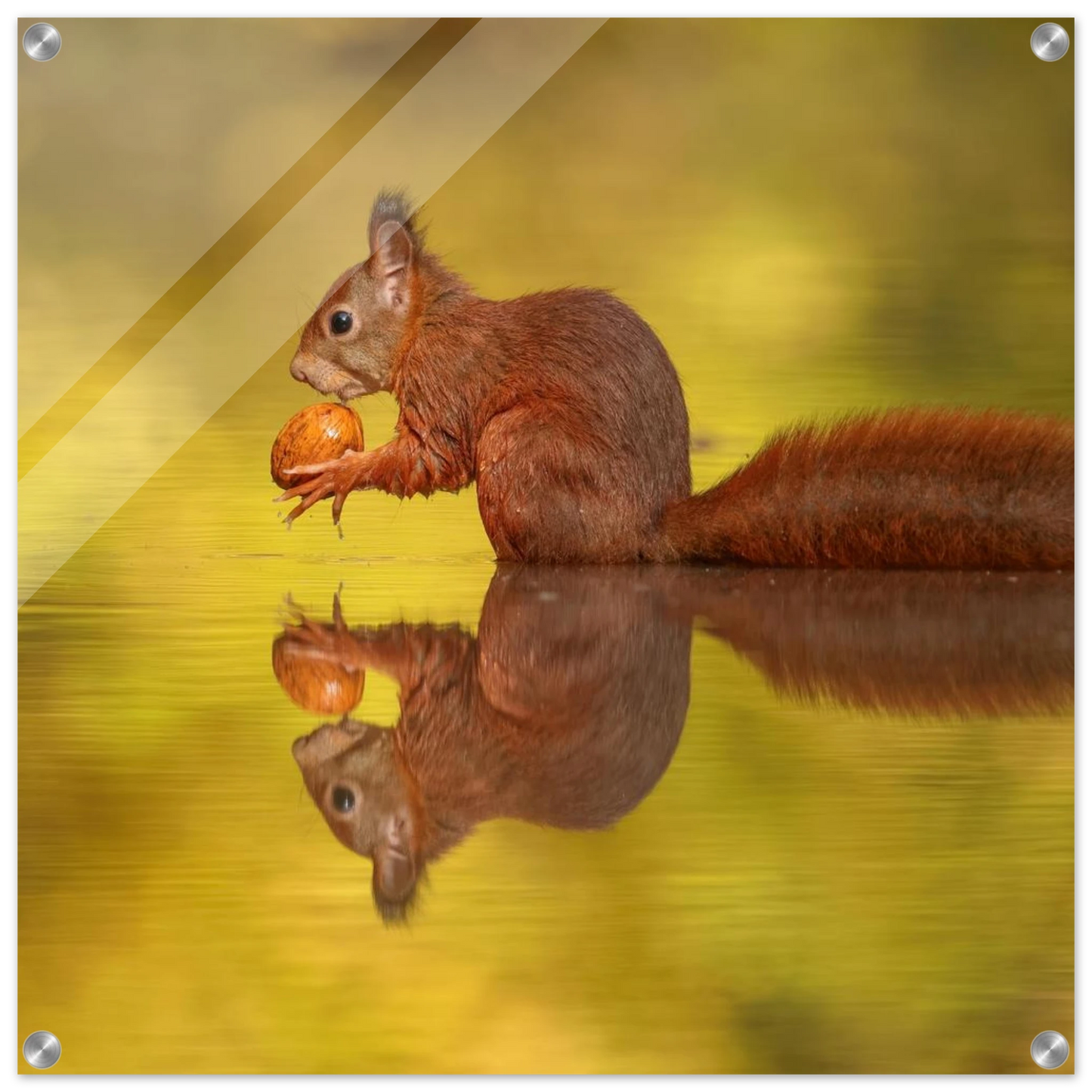 Wandbild eichhoernchen im goldenen herbstlicht lebendige tierfotografie fuer ihre wand