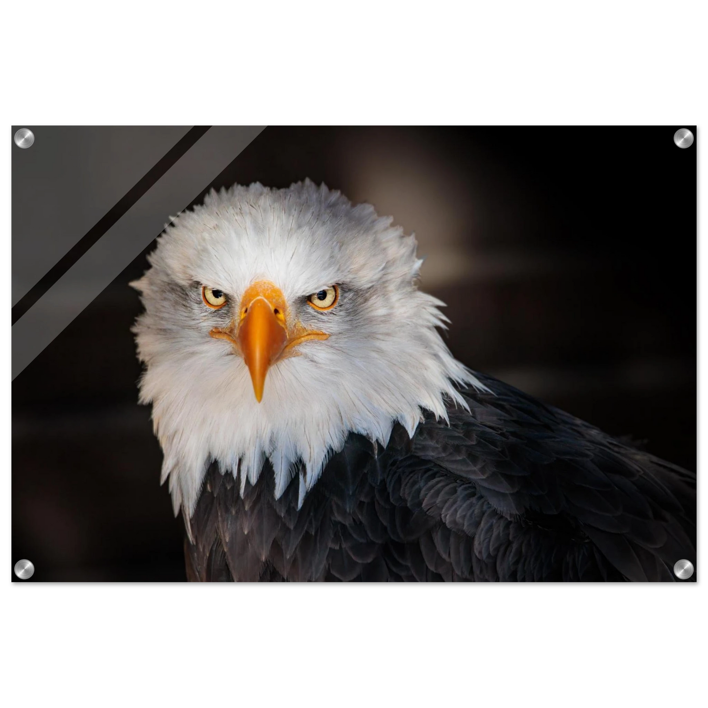 Wandbild majestaetischer adler ausdrucksstarke tierfotografie fuer ihr zuhause in vielen groessen erhaeltlich