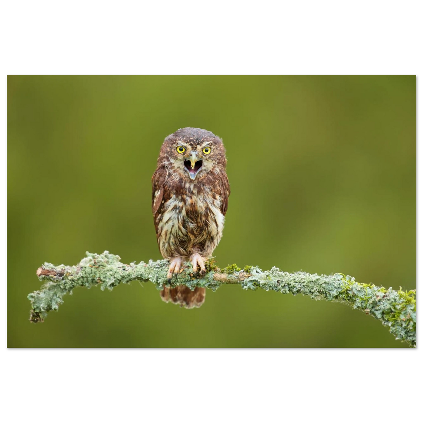 Wandbild rufer der wildnis faszinierendes eulen portraet mit leuchtenden augen fuer ihr zuhause