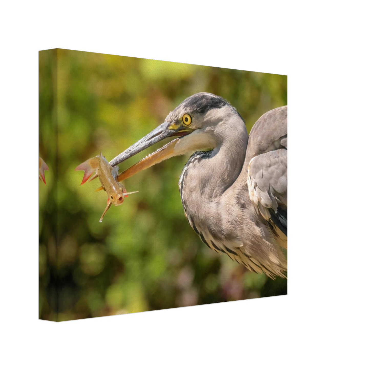 Wandbild graureiher mit fisch ein faszinierender moment in der natur verfuegbar in ihrer wunschgroesse