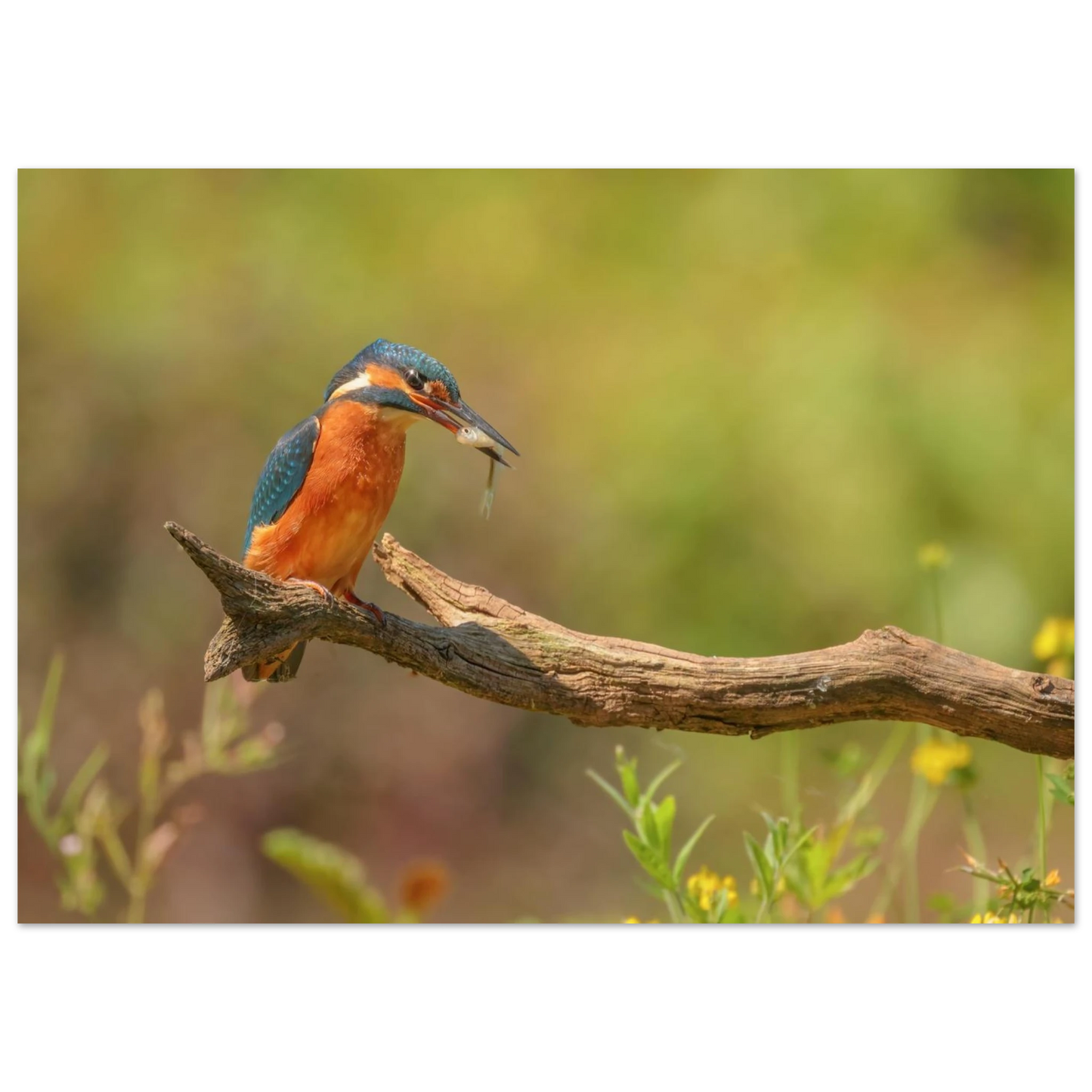 Wandbild eisvogel farbpracht leuchtende naturkunst fuer ihr zuhause in vielen groessen