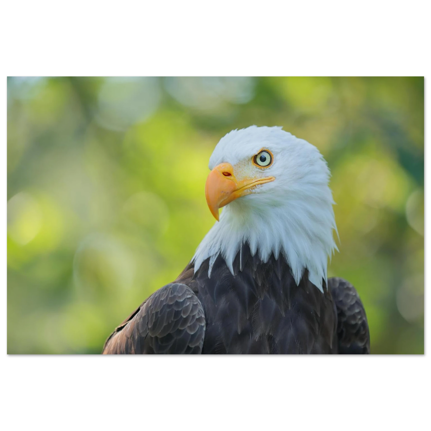 Wandbild majestaetischer weisskopfseeadler eine ode an die freiheit in ihrer wunschgroesse
