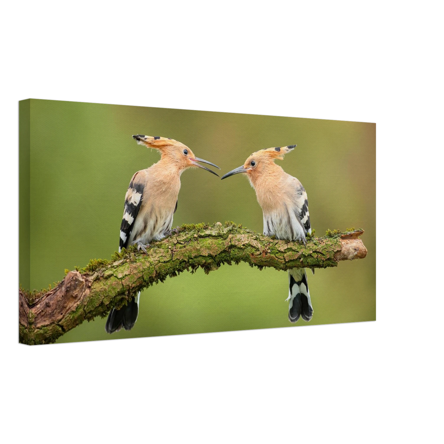 Wandbild bezaubernde wiedehopfe ein duo auf moosast in ihrer wunschgroesse