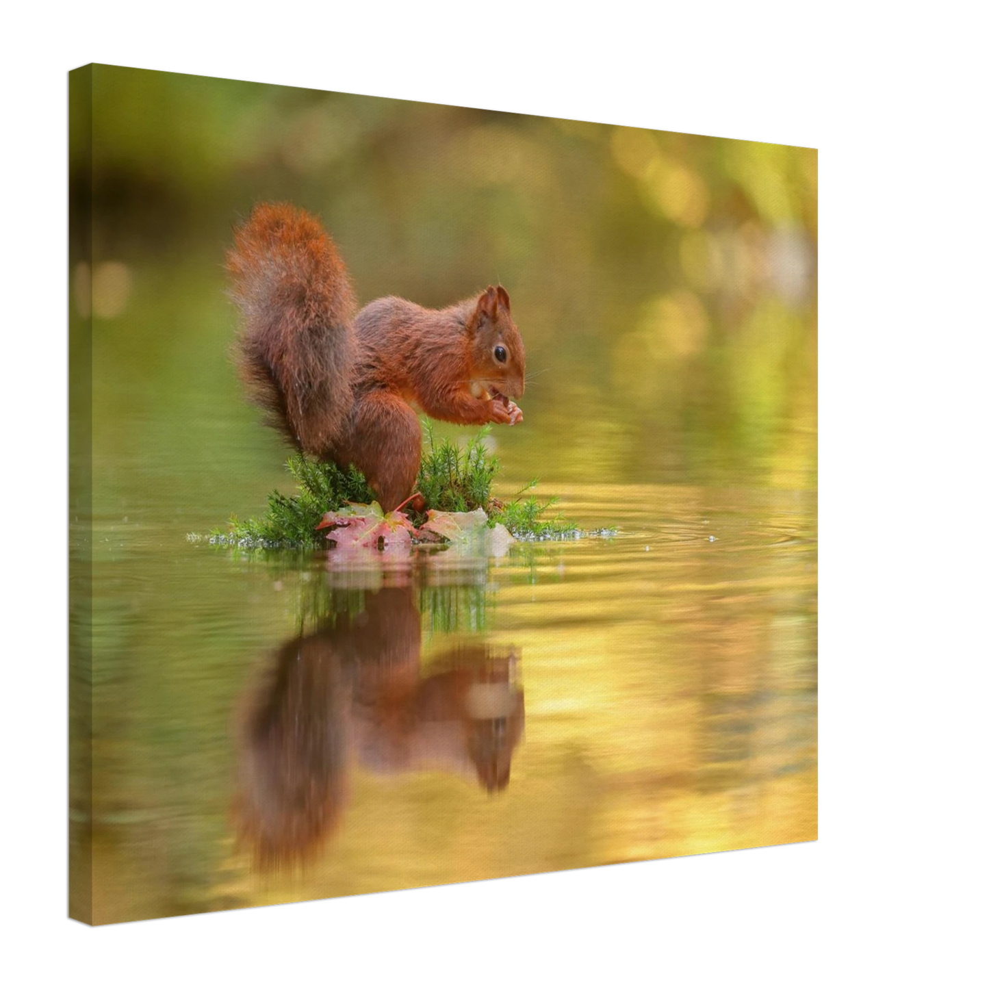 Wandbild bezauberndes eichhoernchen mit nuss lebendige wildtierkunst fuer ihr zuhause