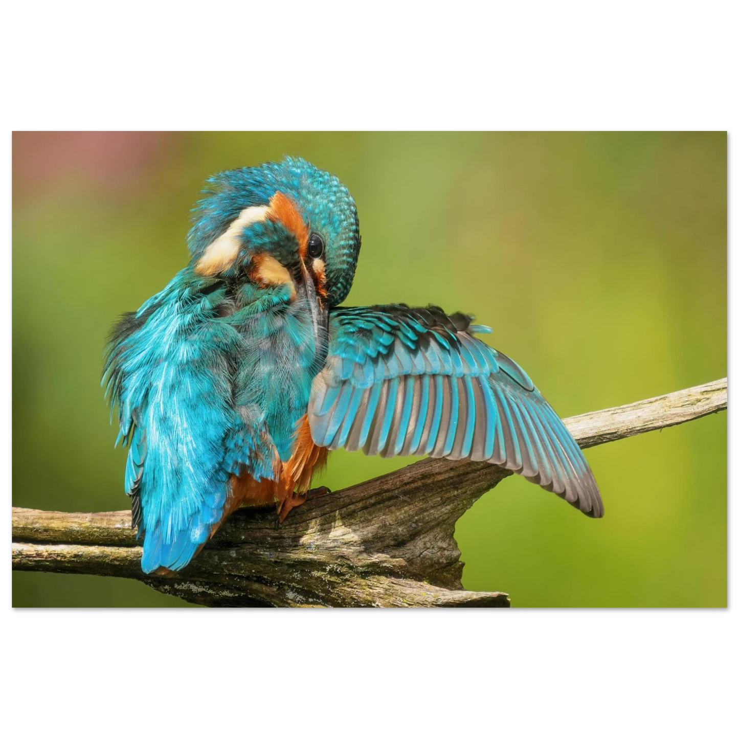 Wandbild eisvogel lebendige farbenpracht der natur auf leinwand