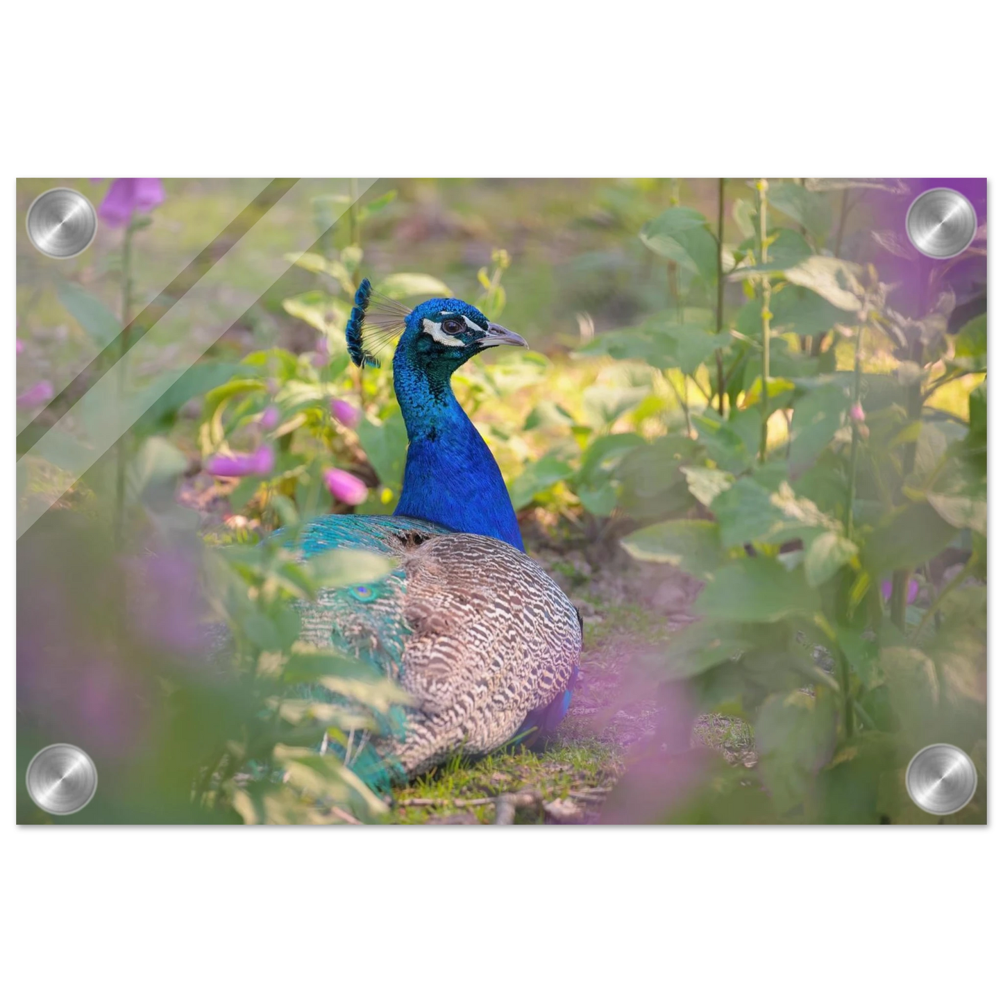 Wandbild majestaetischer pfau lebendige farbenpracht fuer ihre wand in vielen groessen erhaeltlich