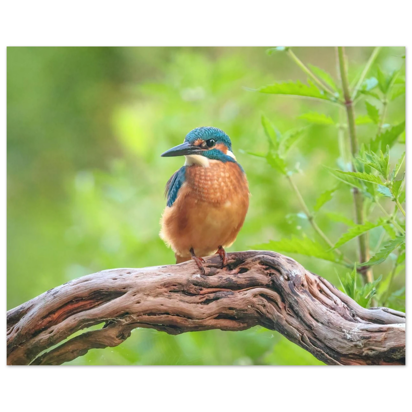 Wandbild eisvogel lebendige naturkunst fuer ihr zuhause in ihrer wunschgroesse 2