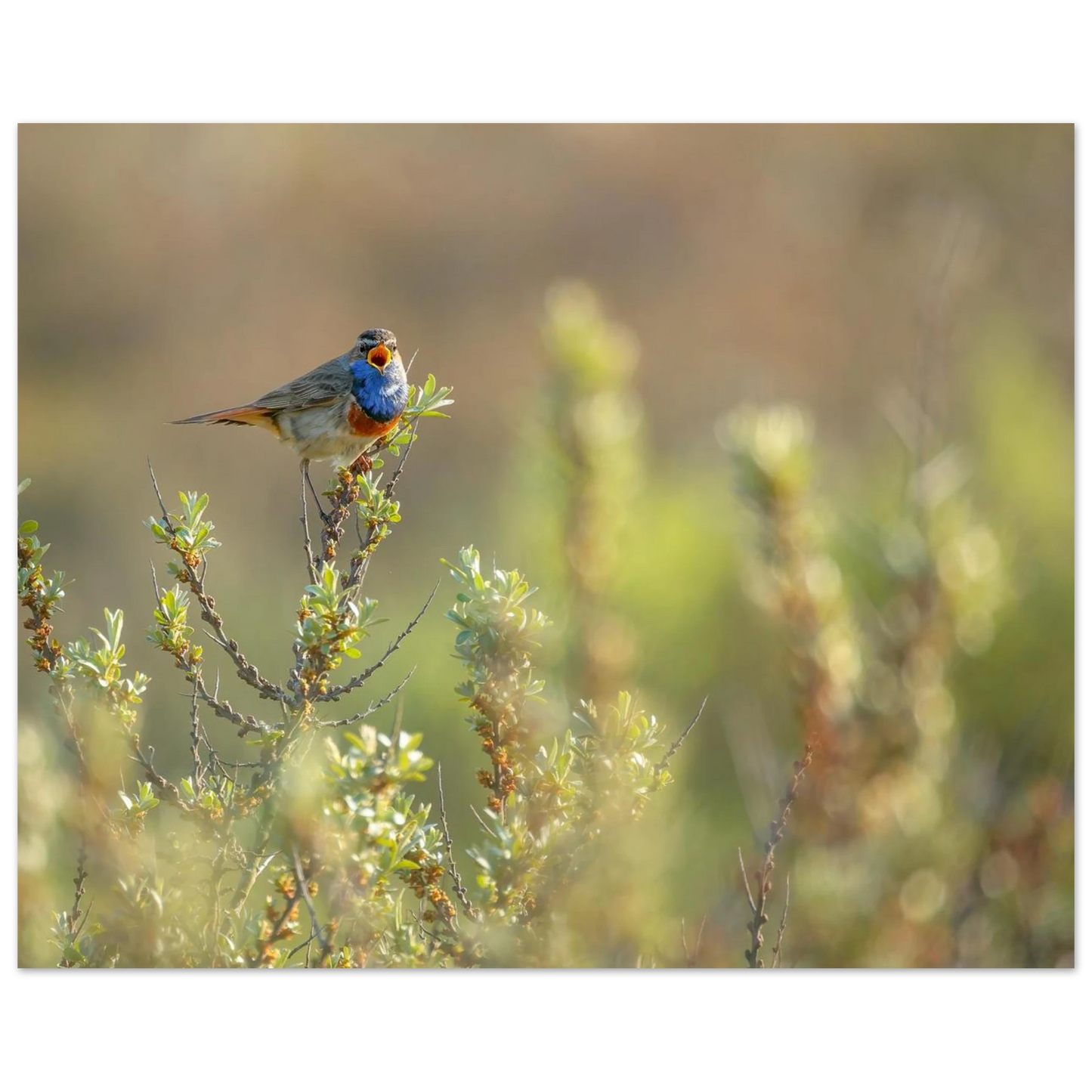 Wandbild blaukehlchen ein meisterwerk der natur auf leinwand in verschiedenen groessen erhaeltlich