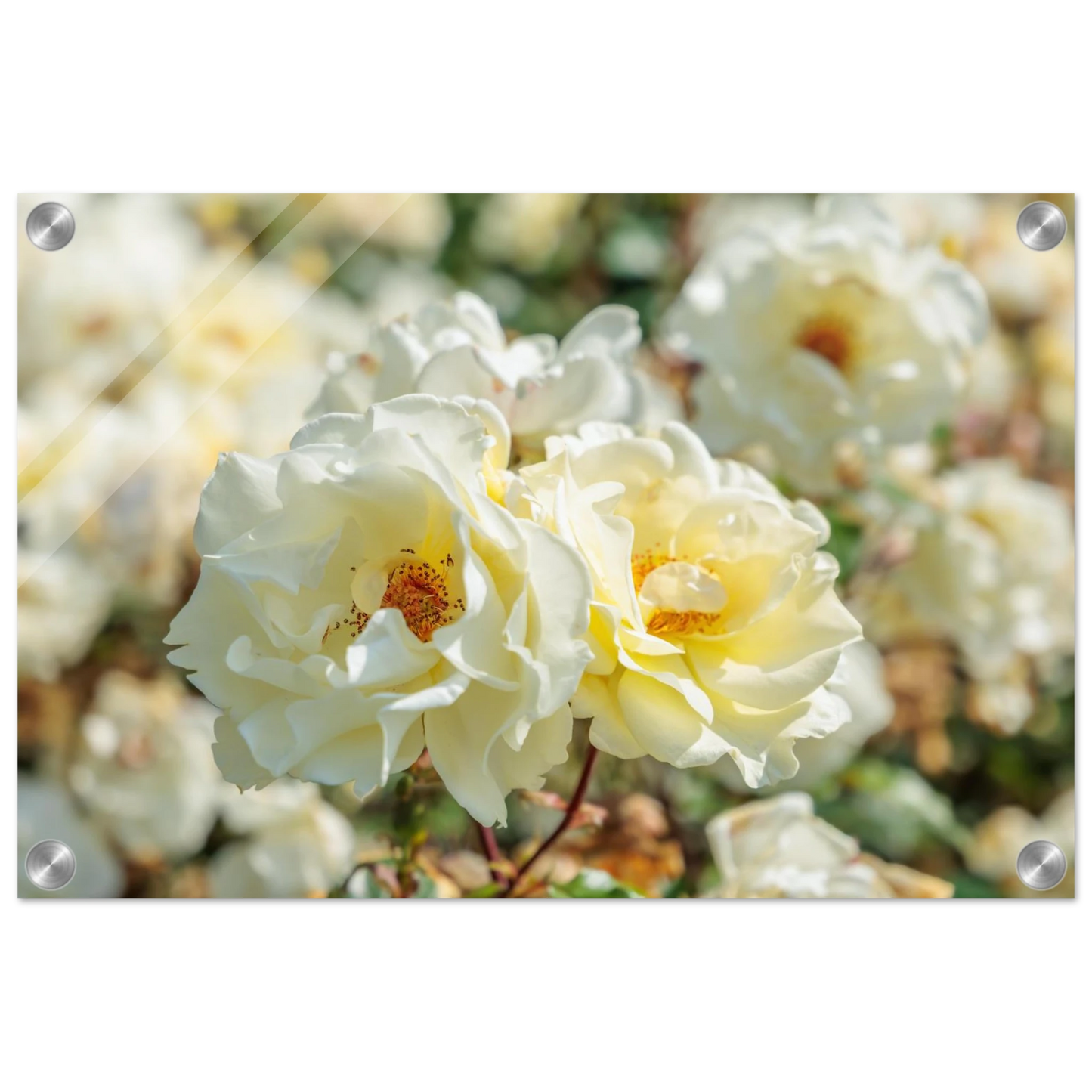 Wandbild creme weisse rosen zeitlose blumen eleganz fuer ihre wand in vielen groessen verfuegbar