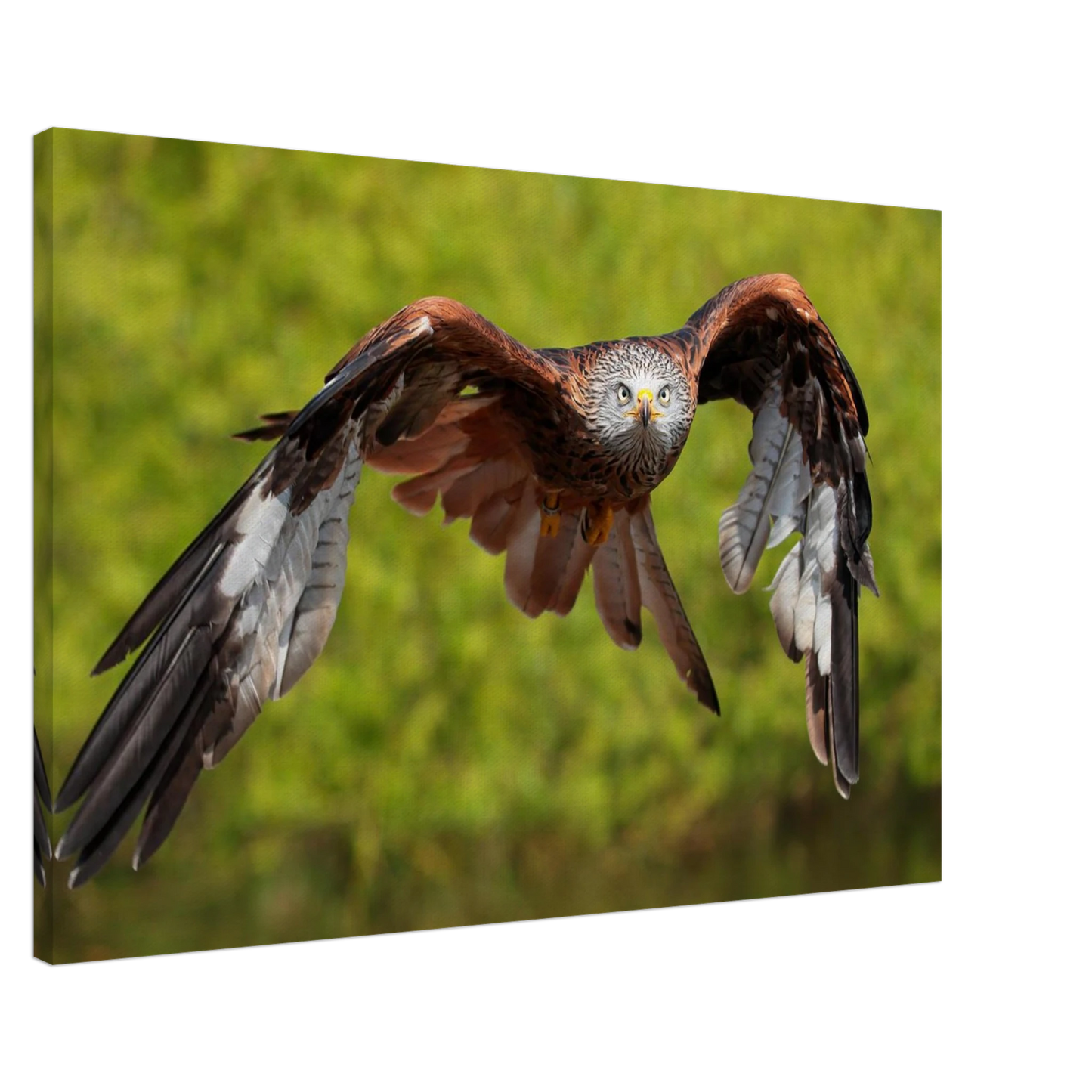 Wandbild majestaetischer rotmilan im flug atemberaubende tierfotografie fuer ihr zuhause erhaeltlich in zahlreichen groessen