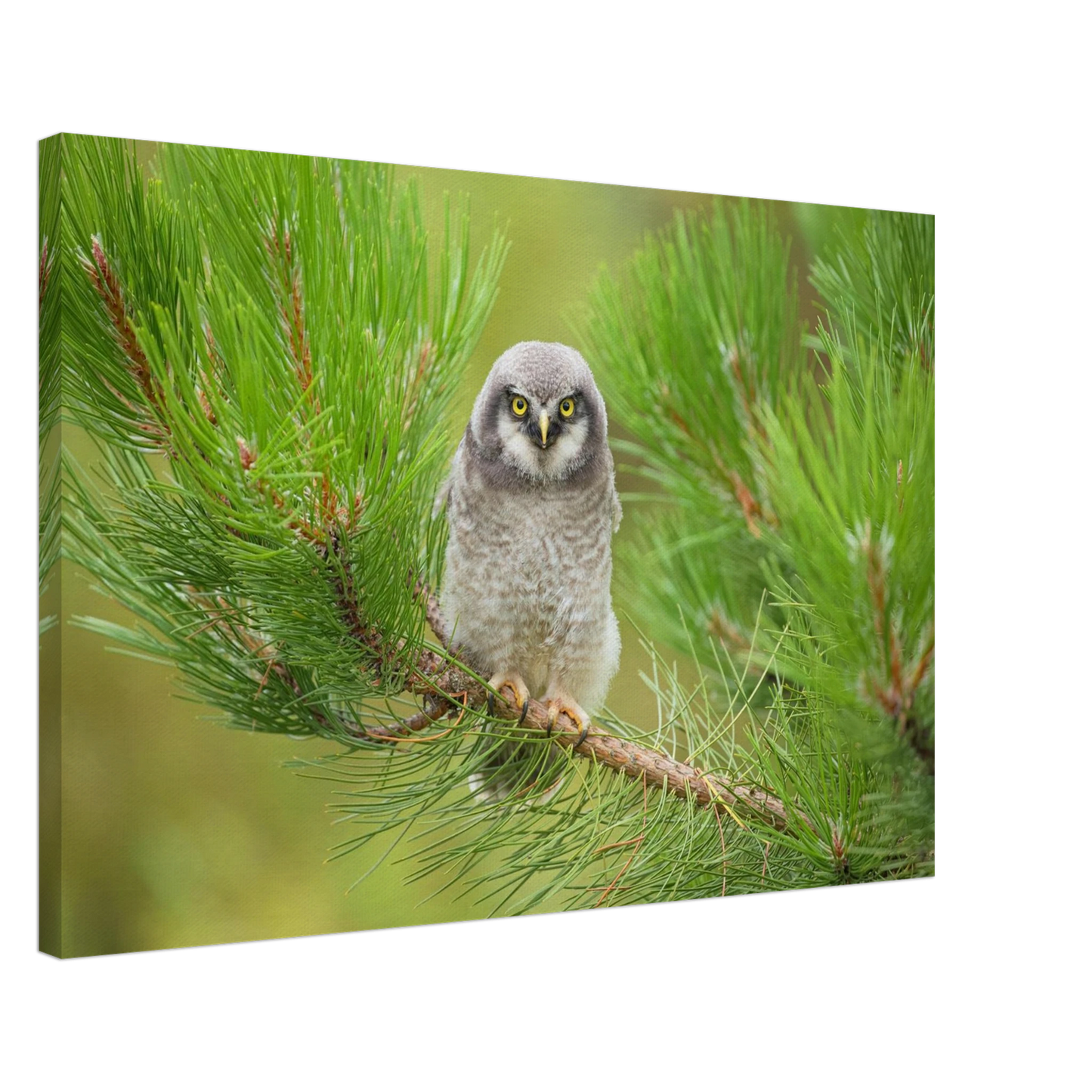 Wandbild bezaubernde eule auf kiefernzweig ruhiges naturmotiv fuer ihr zuhause