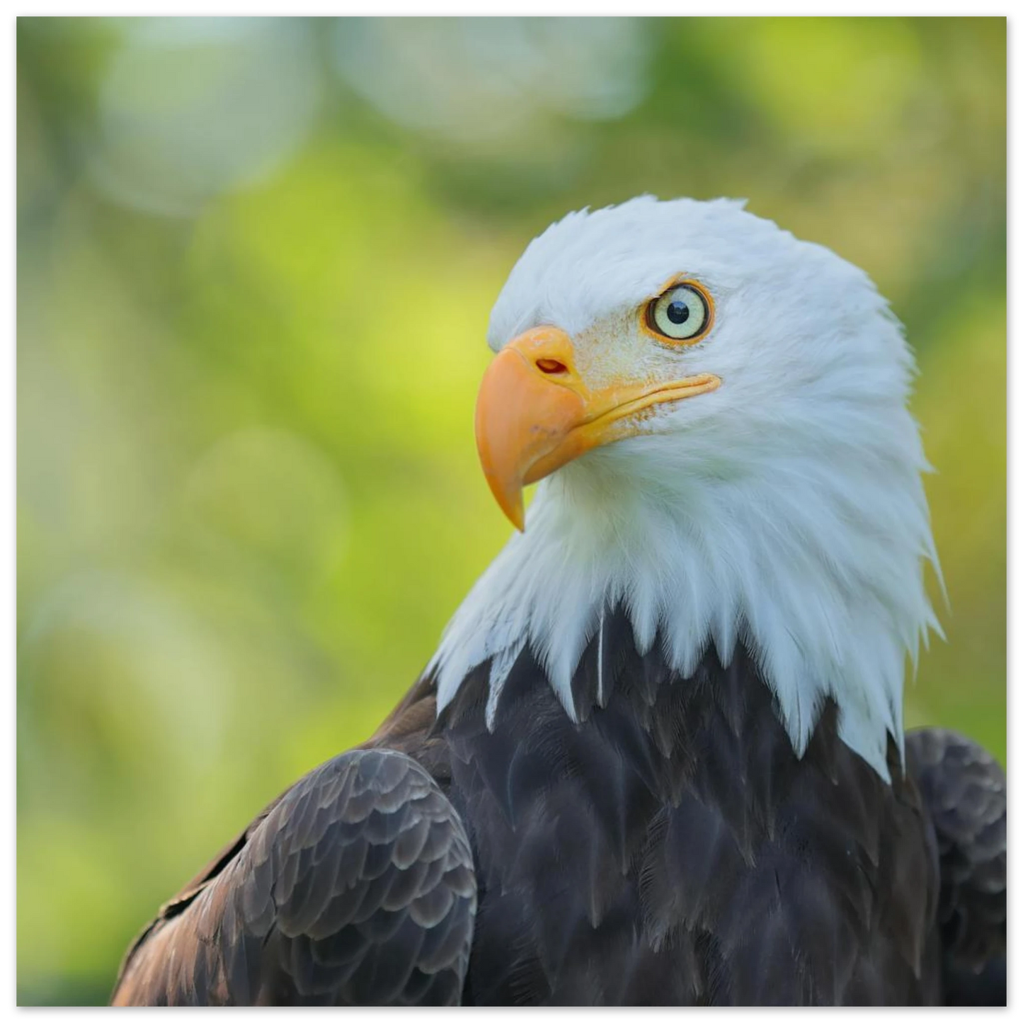 Wandbild majestaetischer weisskopfseeadler eine ode an die freiheit in ihrer wunschgroesse