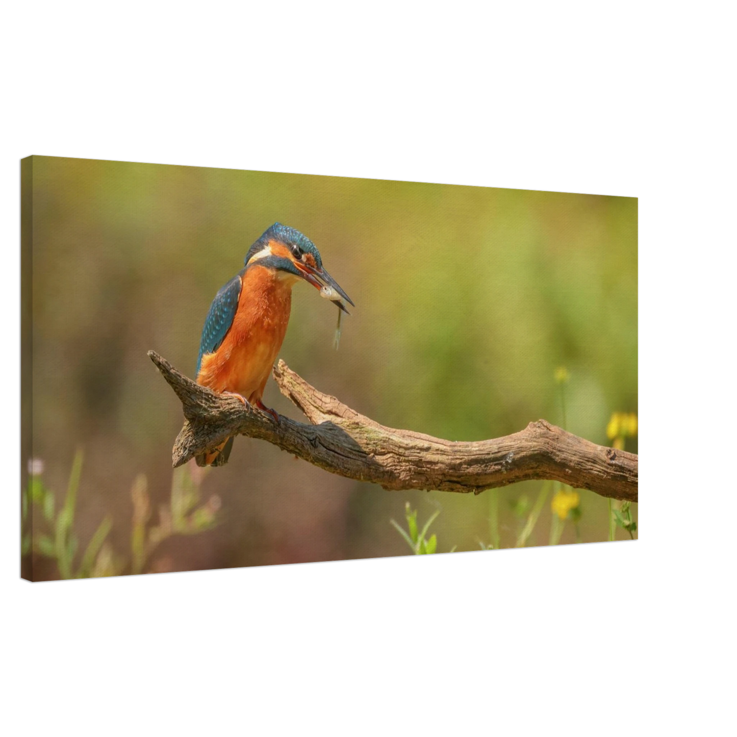 Wandbild eisvogel farbpracht leuchtende naturkunst fuer ihr zuhause in vielen groessen