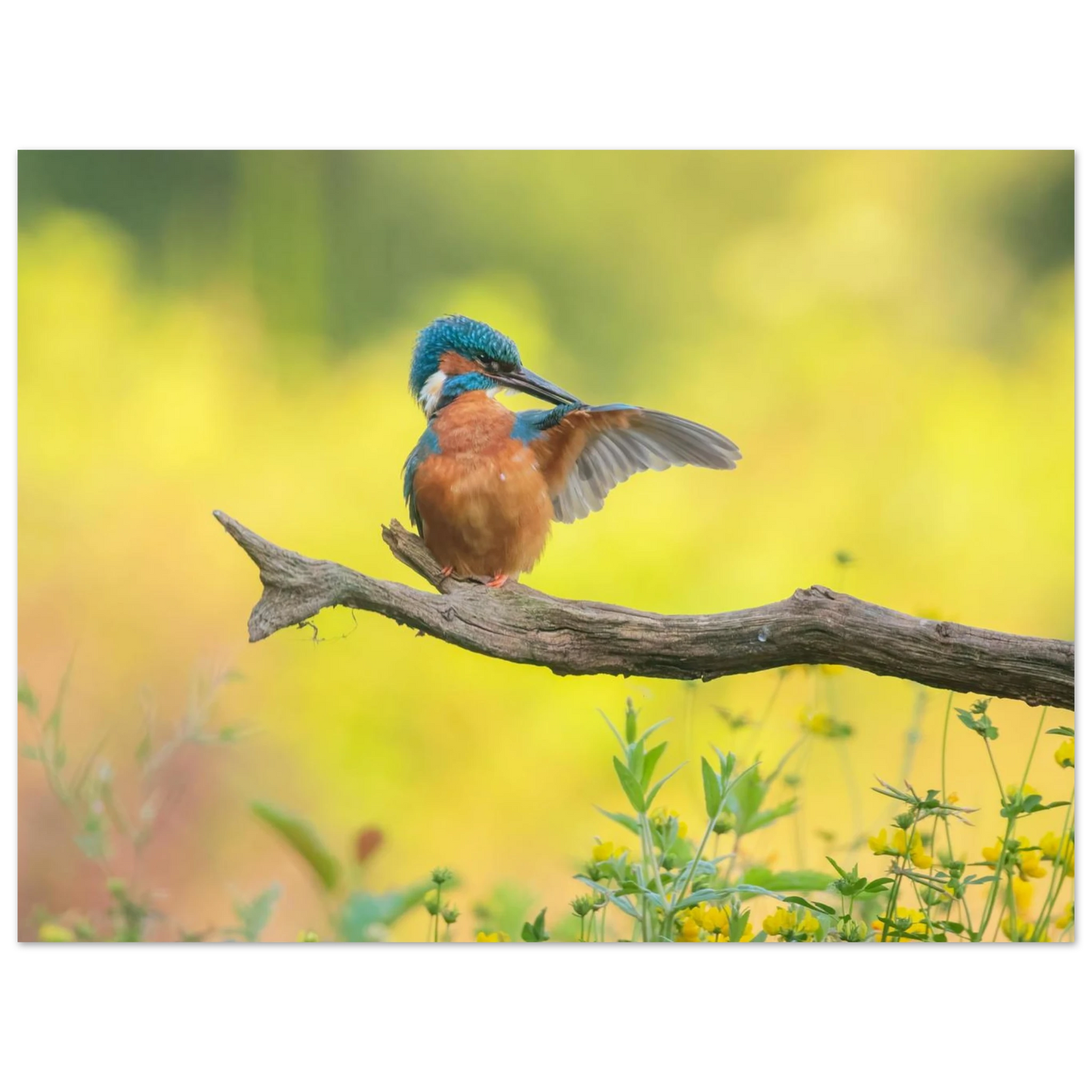 Wandbild eisvogel lebendige naturkunst fuer ihr zuhause