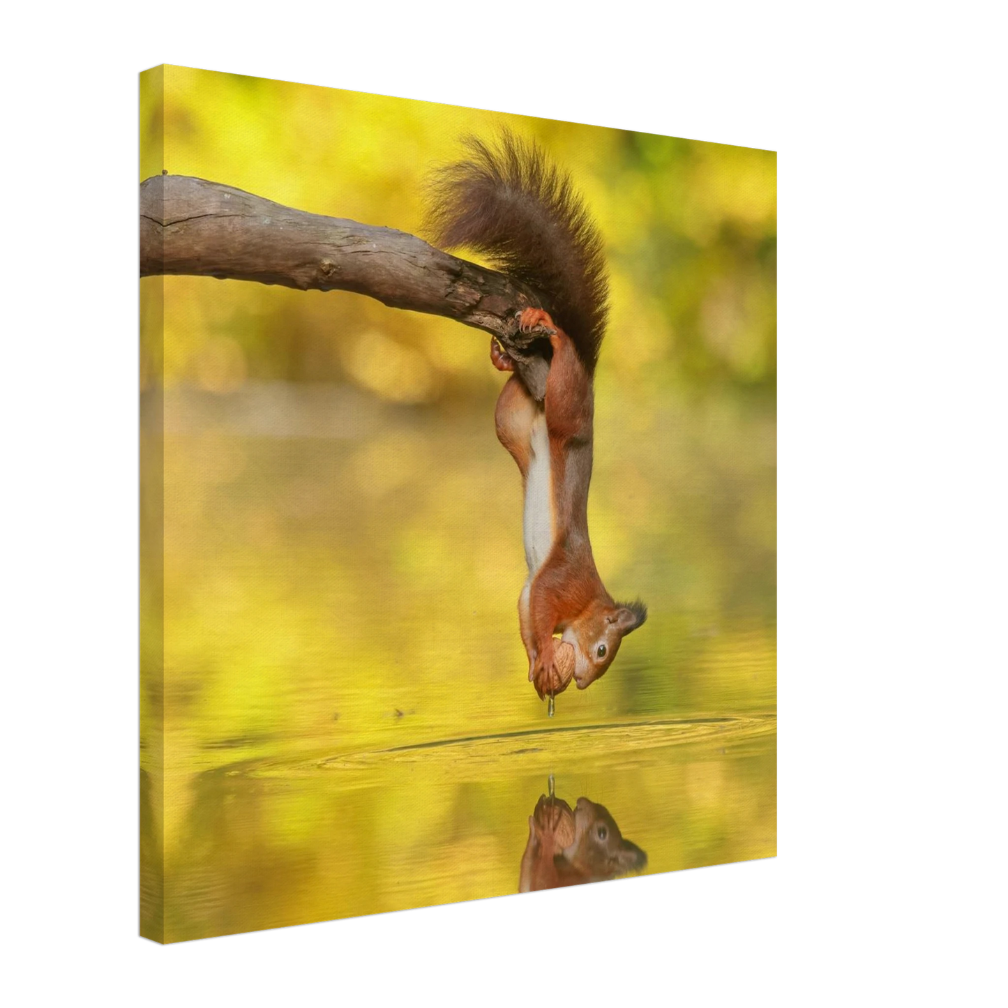 Wandbild akrobatik eichhoernchen lebendiges wildtier kunstwerk fuer ihr zuhause