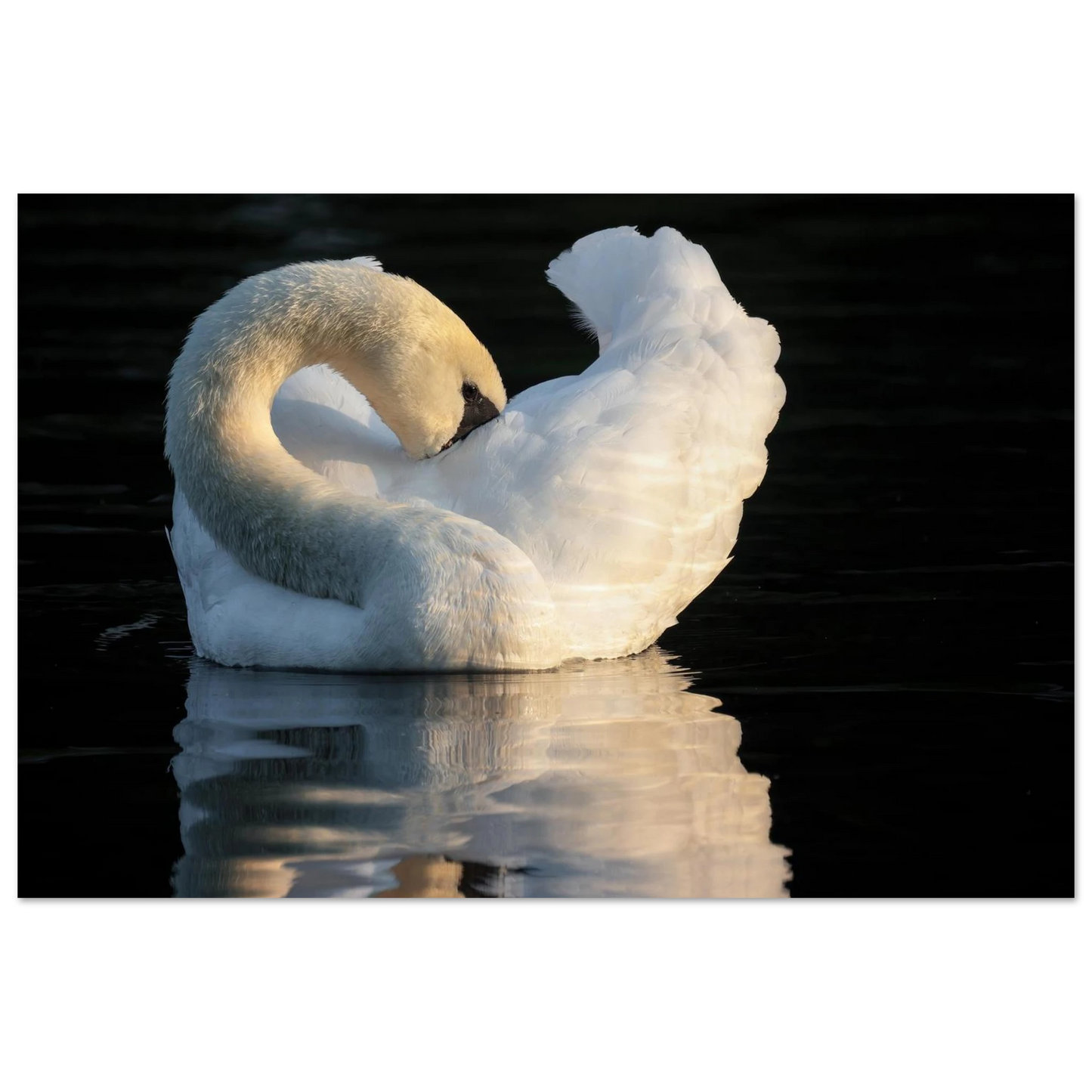 Wandbild schwan bei sonnenuntergang elegante wandkunst fuer ihr zuhause