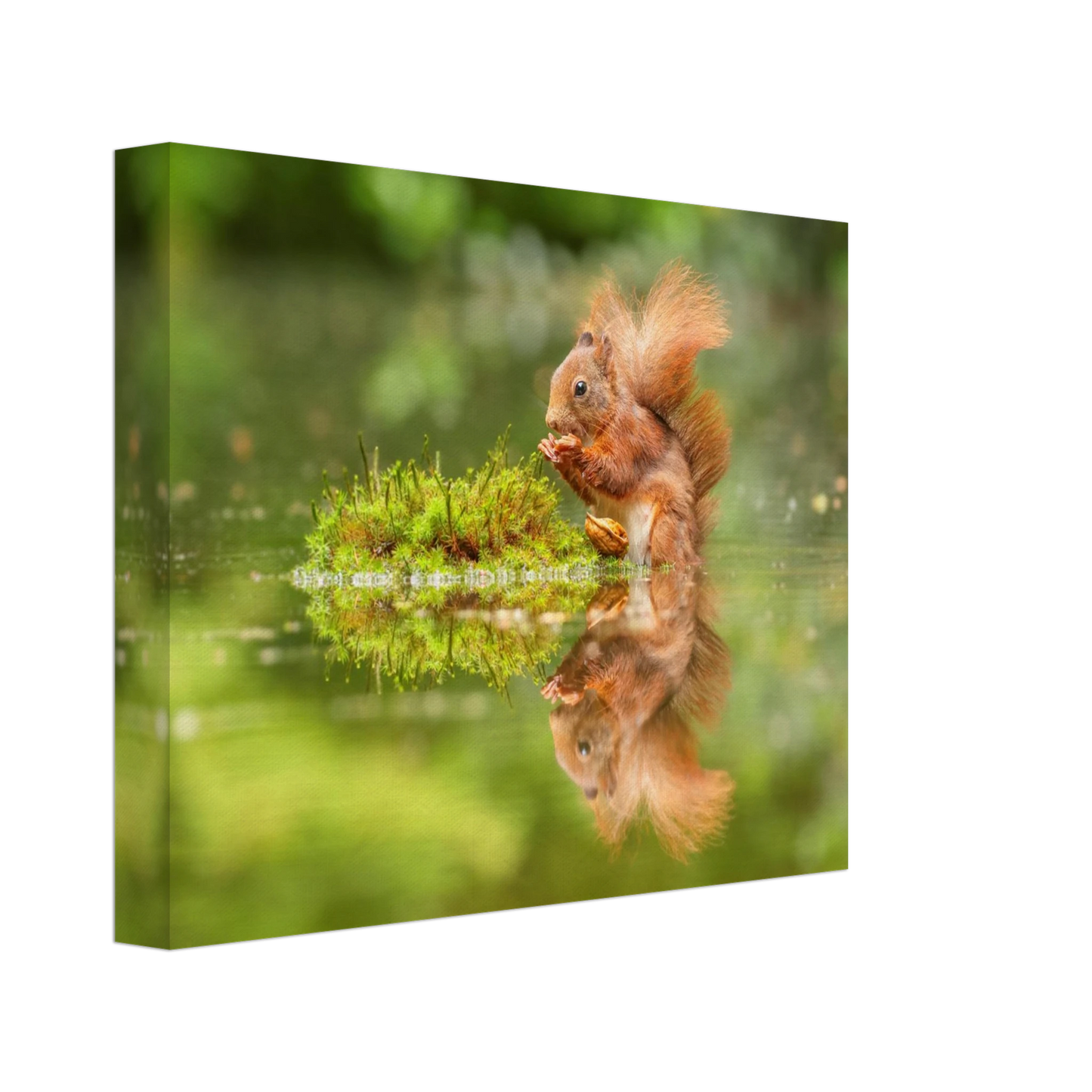 Wandbild bezauberndes eichhoernchen mit nuss ein spiegelbild der natur
