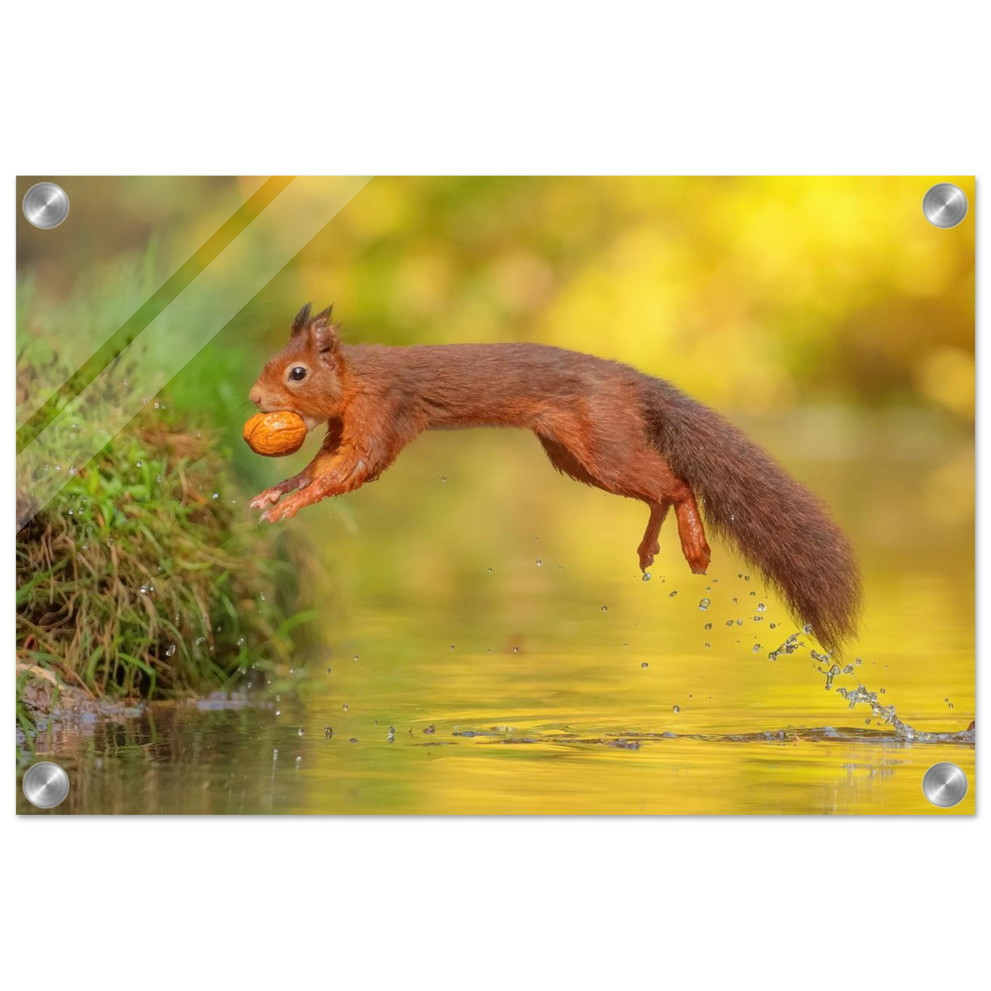 Wandbild eichhoernchen mit nuss dynamische tierkunst in leuchtenden herbstfarben