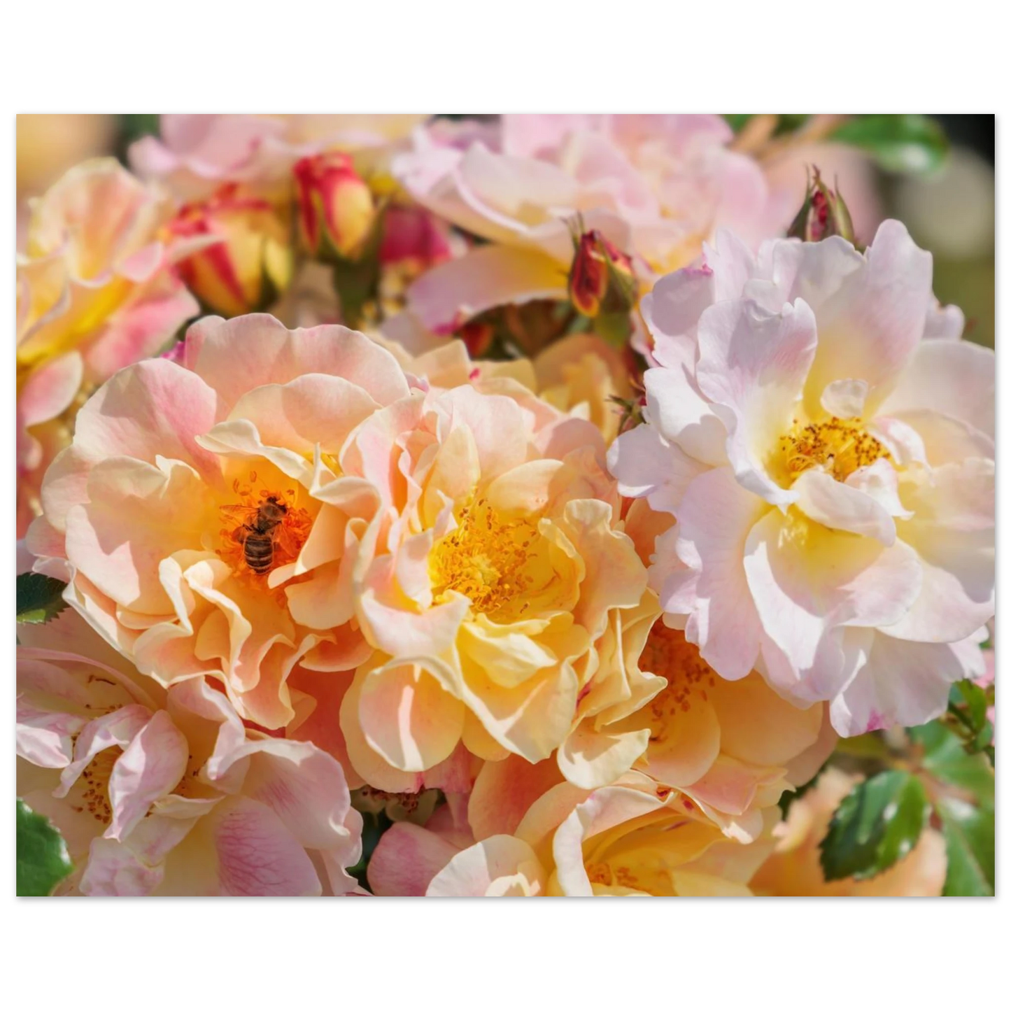 Wandbild bluehende gartenrosen eine honigbienen ode in pastell perfektion in vielen groessen verfuegbar