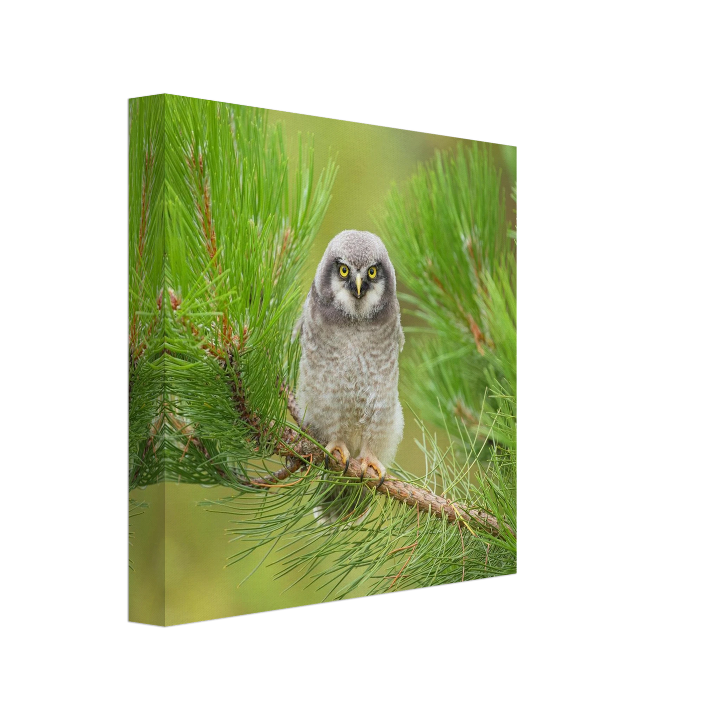 Wandbild bezaubernde eule auf kiefernzweig ruhiges naturmotiv fuer ihr zuhause