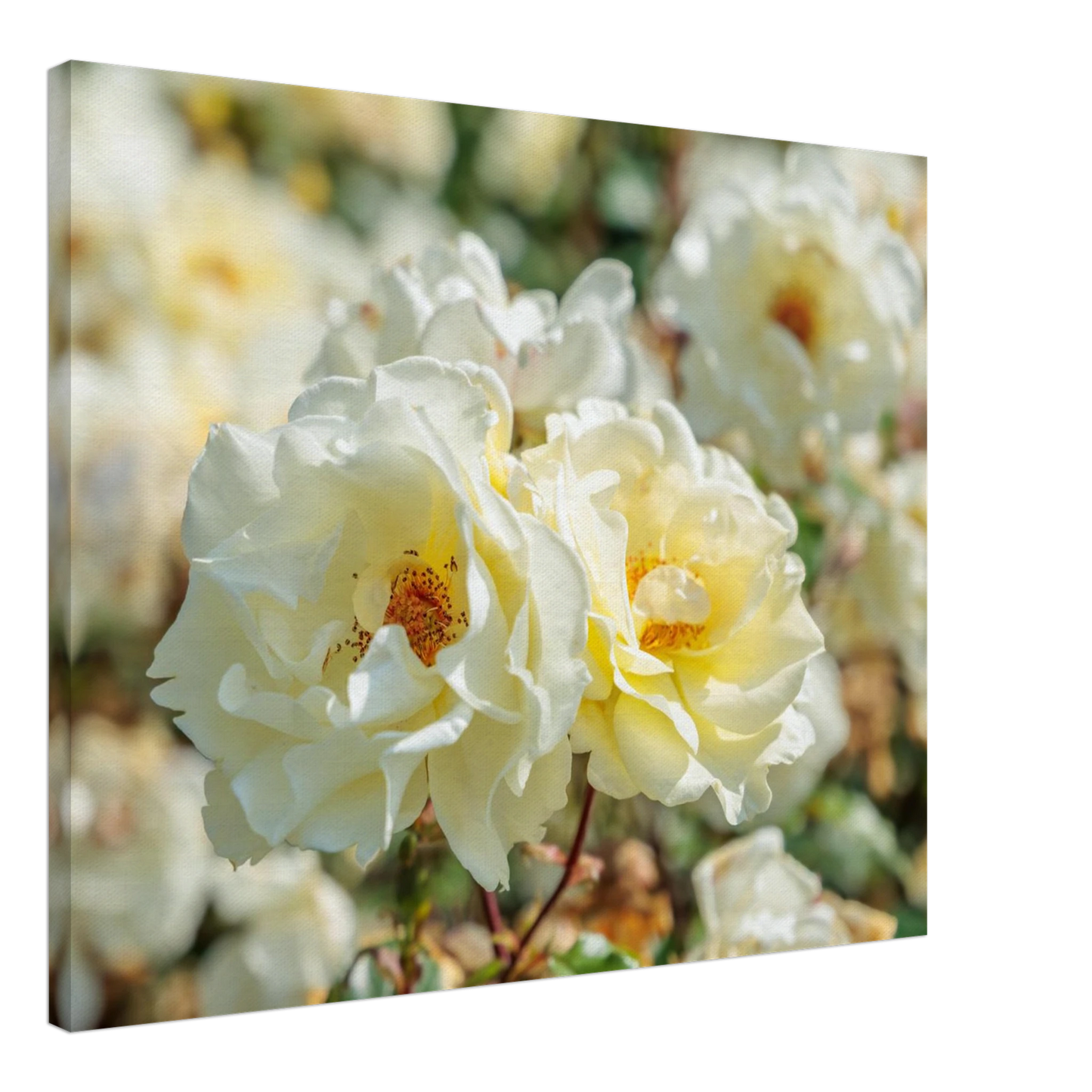 Wandbild creme weisse rosen zeitlose blumen eleganz fuer ihre wand in vielen groessen verfuegbar
