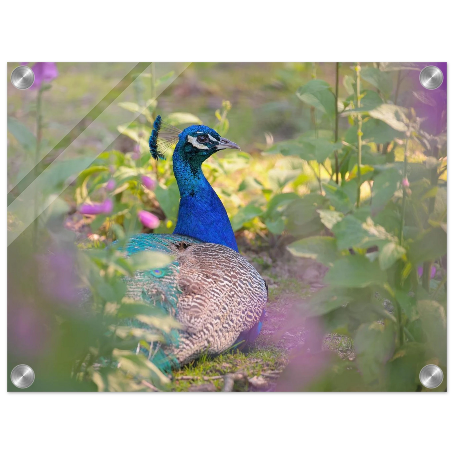 Wandbild majestaetischer pfau lebendige farbenpracht fuer ihre wand in vielen groessen erhaeltlich
