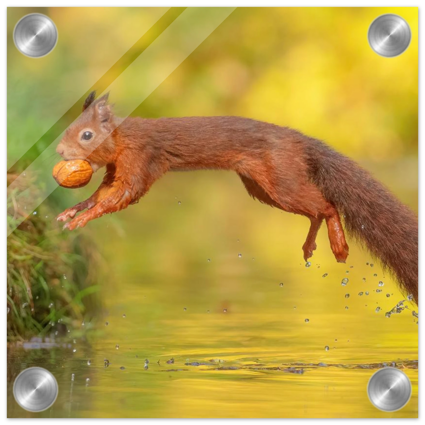 Wandbild eichhoernchen mit nuss dynamische tierkunst in leuchtenden herbstfarben