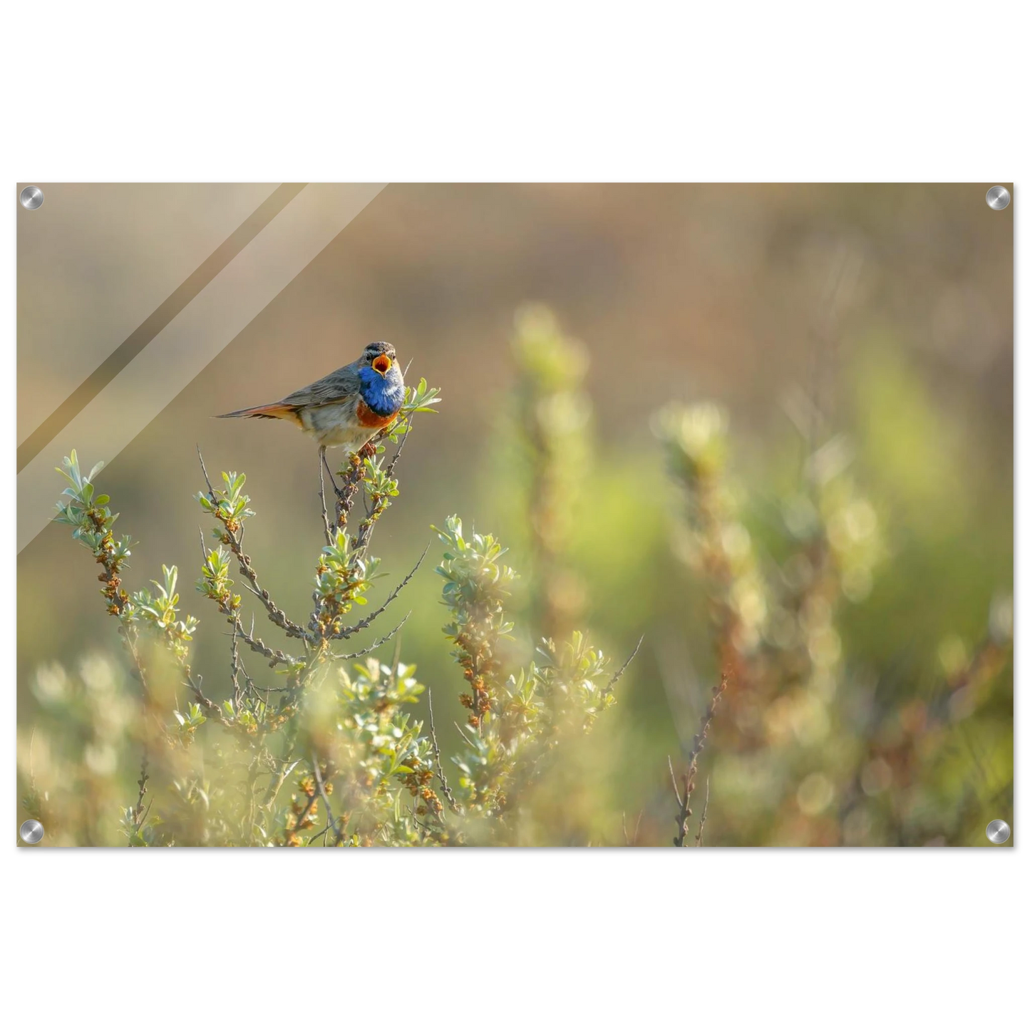 Wandbild blaukehlchen ein meisterwerk der natur auf leinwand in verschiedenen groessen erhaeltlich