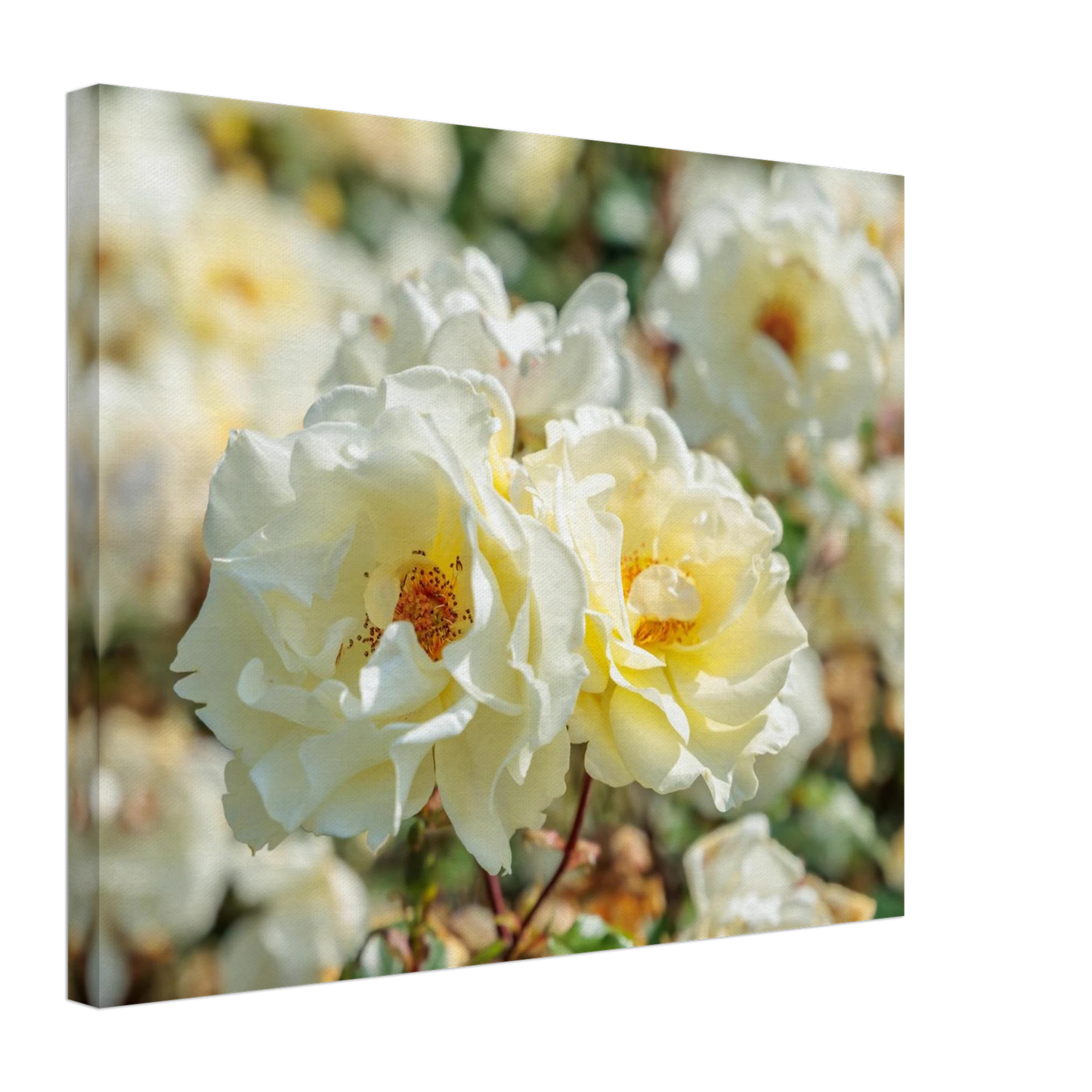 Wandbild creme weisse rosen zeitlose blumen eleganz fuer ihre wand in vielen groessen verfuegbar
